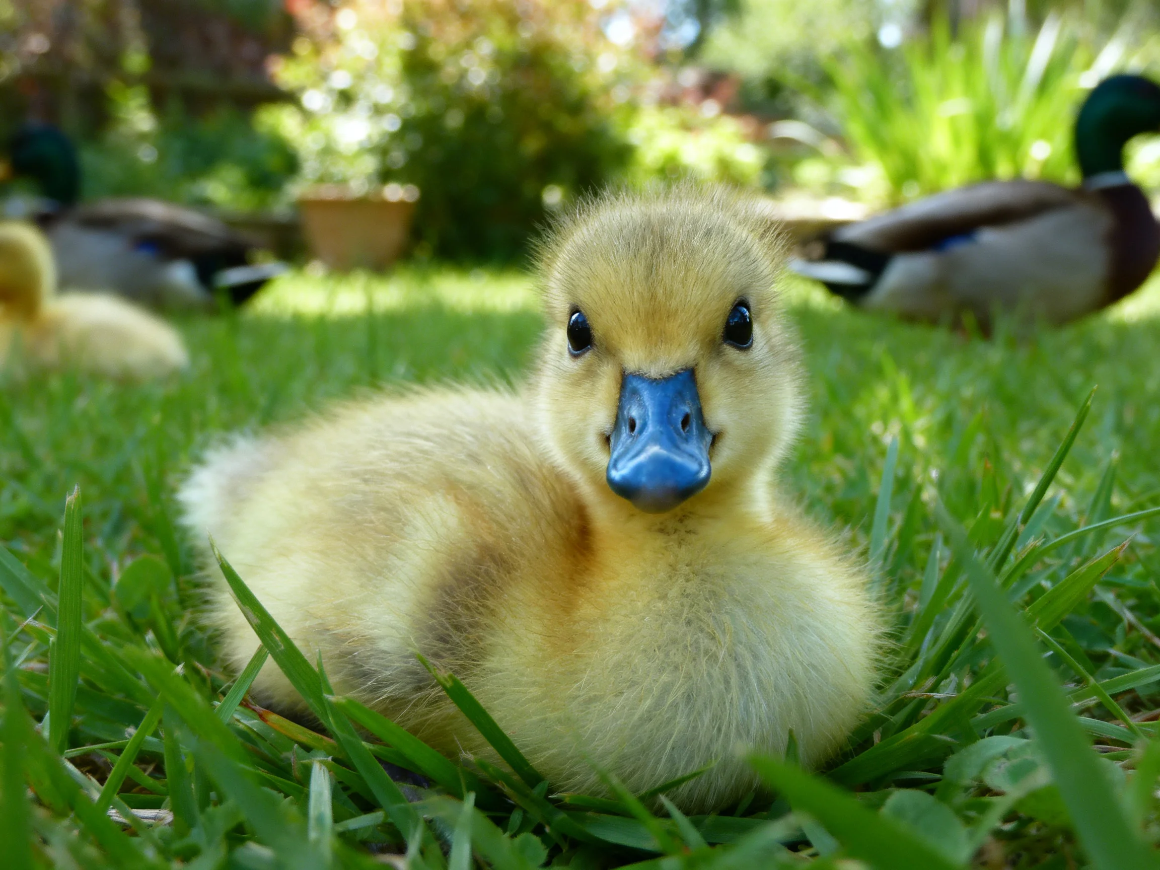 Fluffy yellow duckling rests on green grass near adult ducks