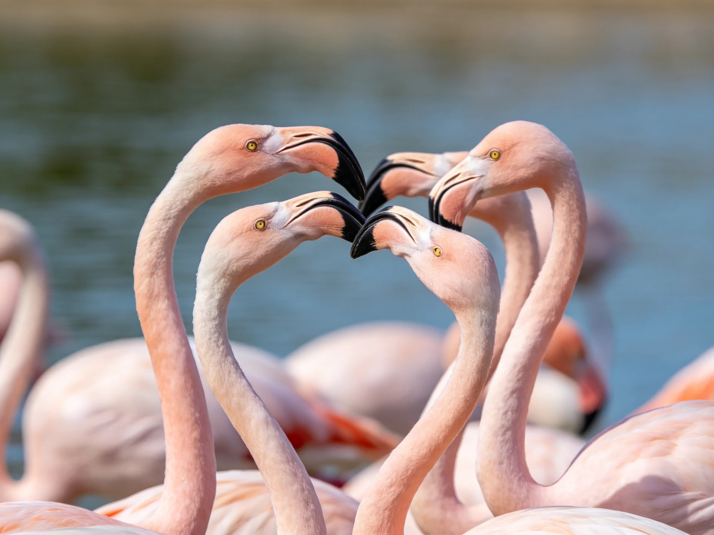 Four pink flamingos form heart shapes near a body of water