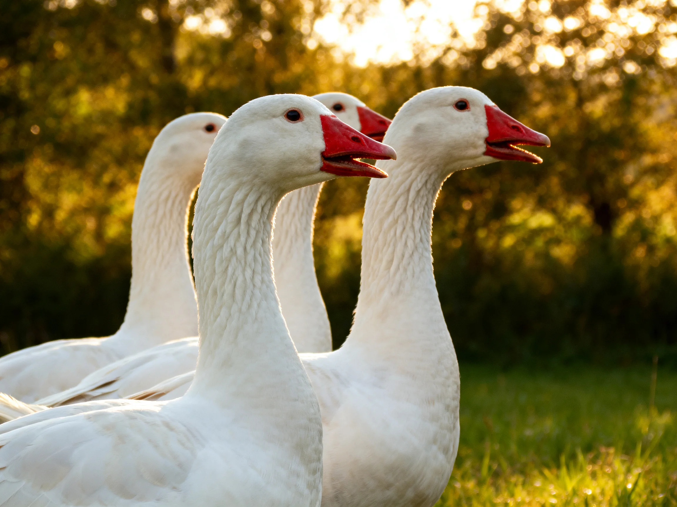 Four white geese with red beaks in a sunlit meadow