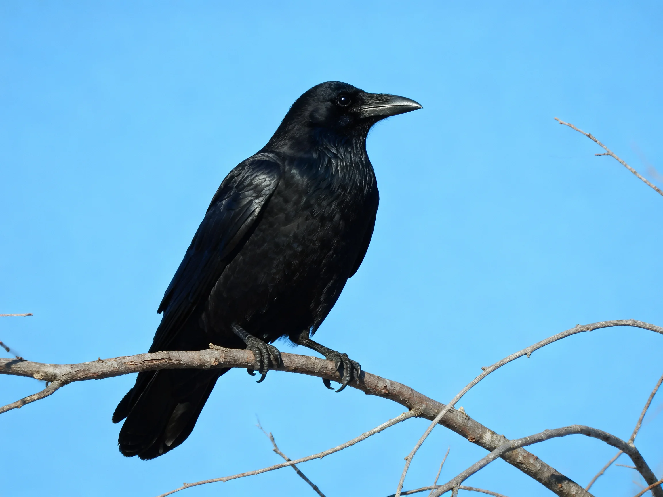 Glossy black crow perched on a bare tree branch