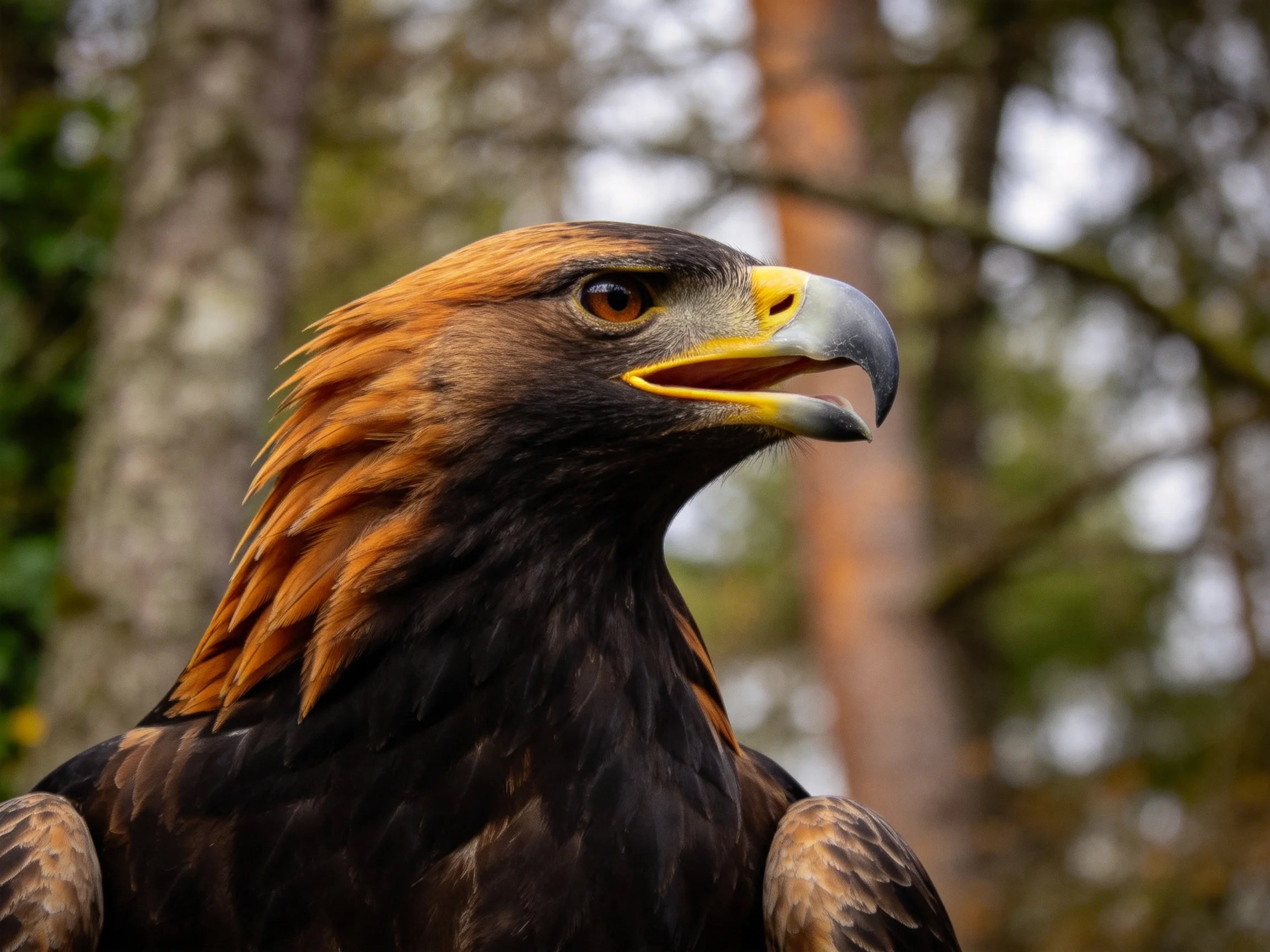 Golden Eagle with Rich Brown and Orange Feathers