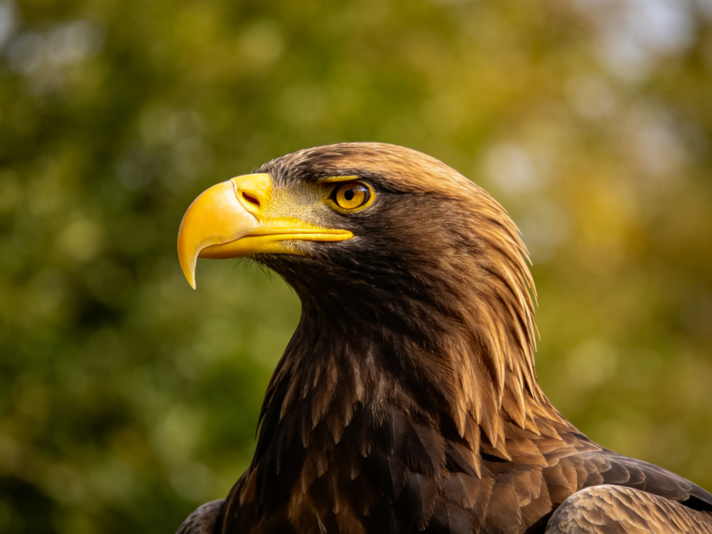Golden-brown eagle with bright yellow beak, green bokeh backdrop