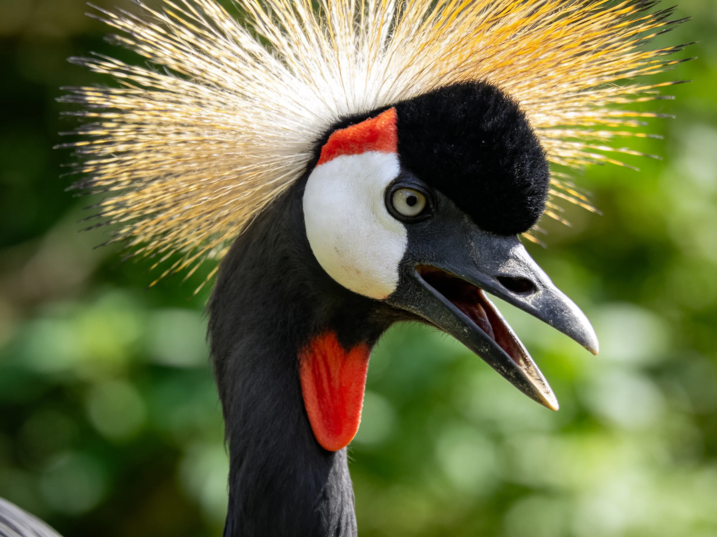 Close-up view of a grey crowned crane displaying distinctive plumage features