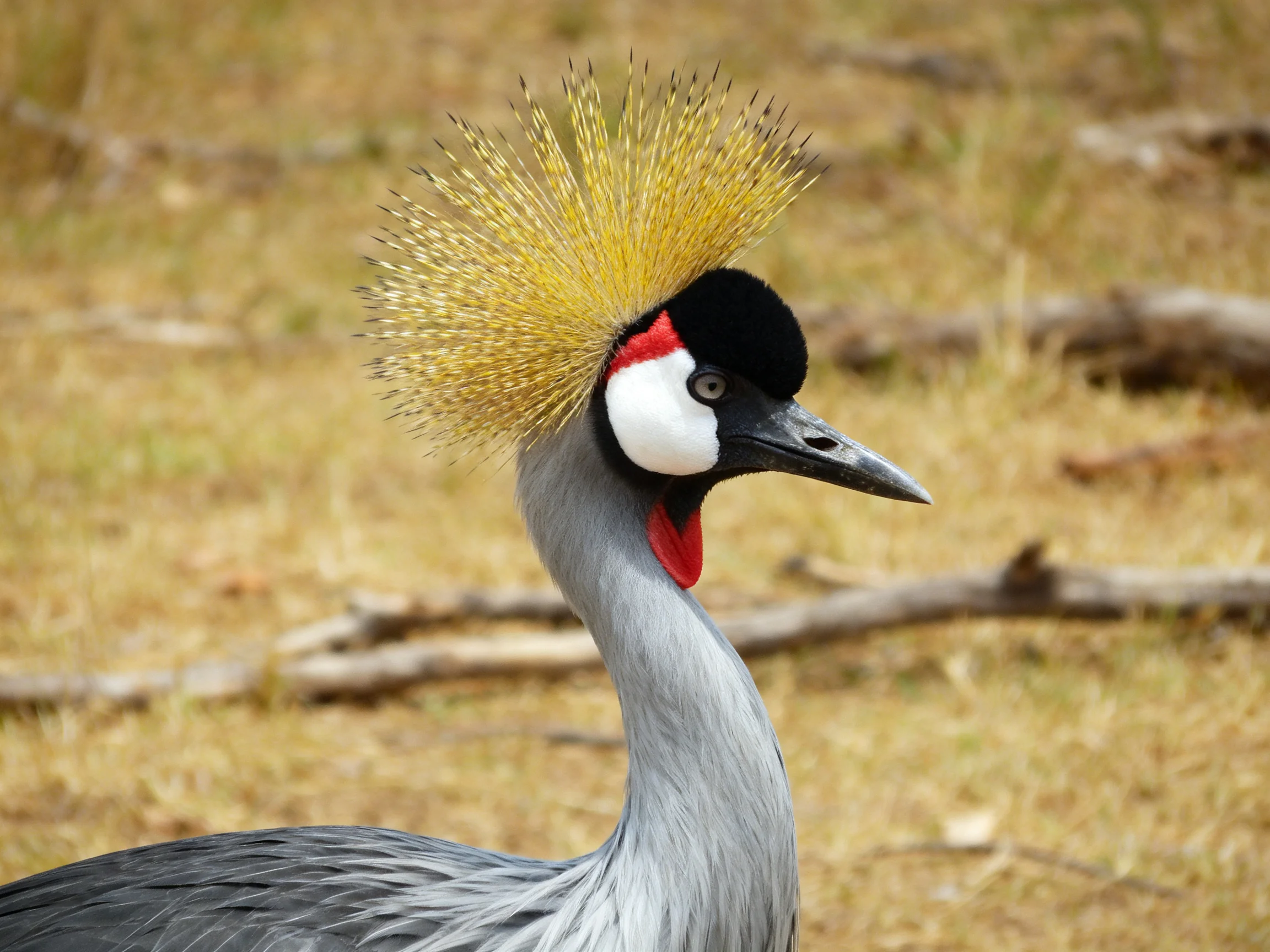 Golden-crowned crane with black, white, gray plumage