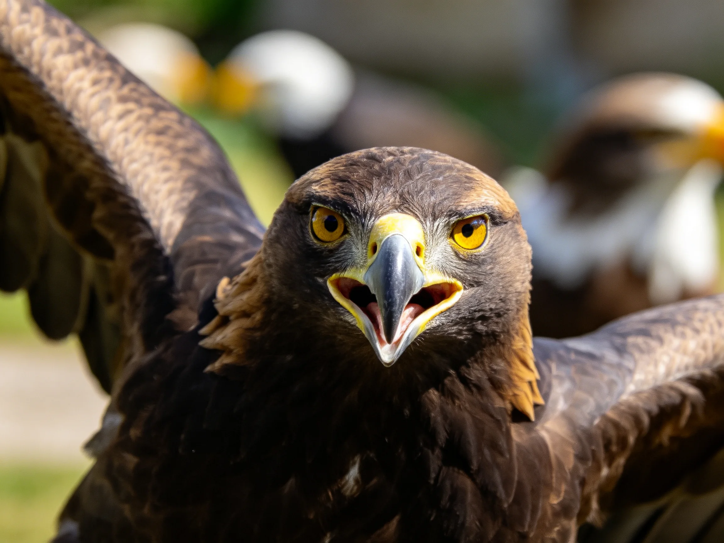 Golden eagle close-up with outstretched wings