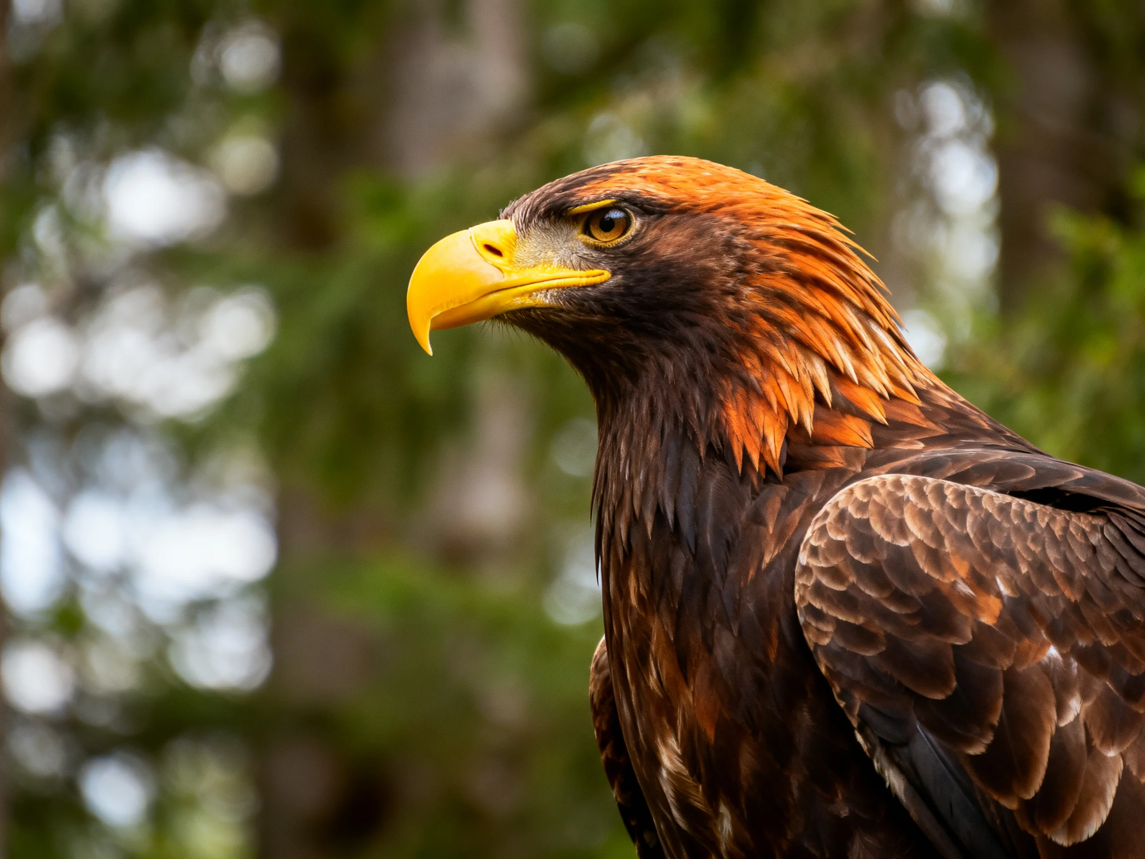 Golden eagle with reddish-brown plumage near forest trees
