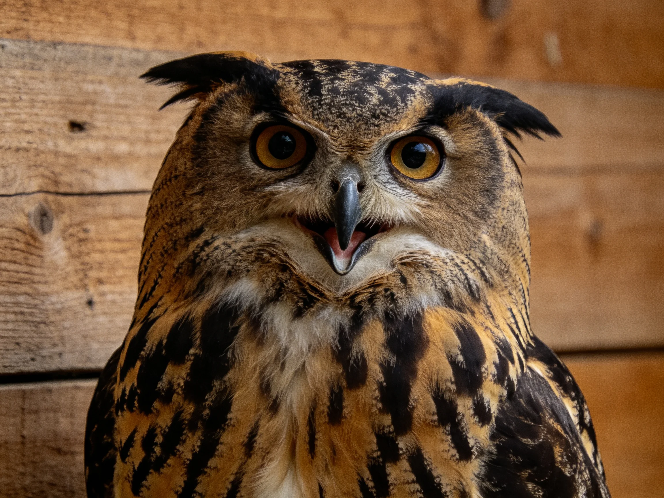 Golden-eyed owl with patterned brown and black plumage near wooden walls