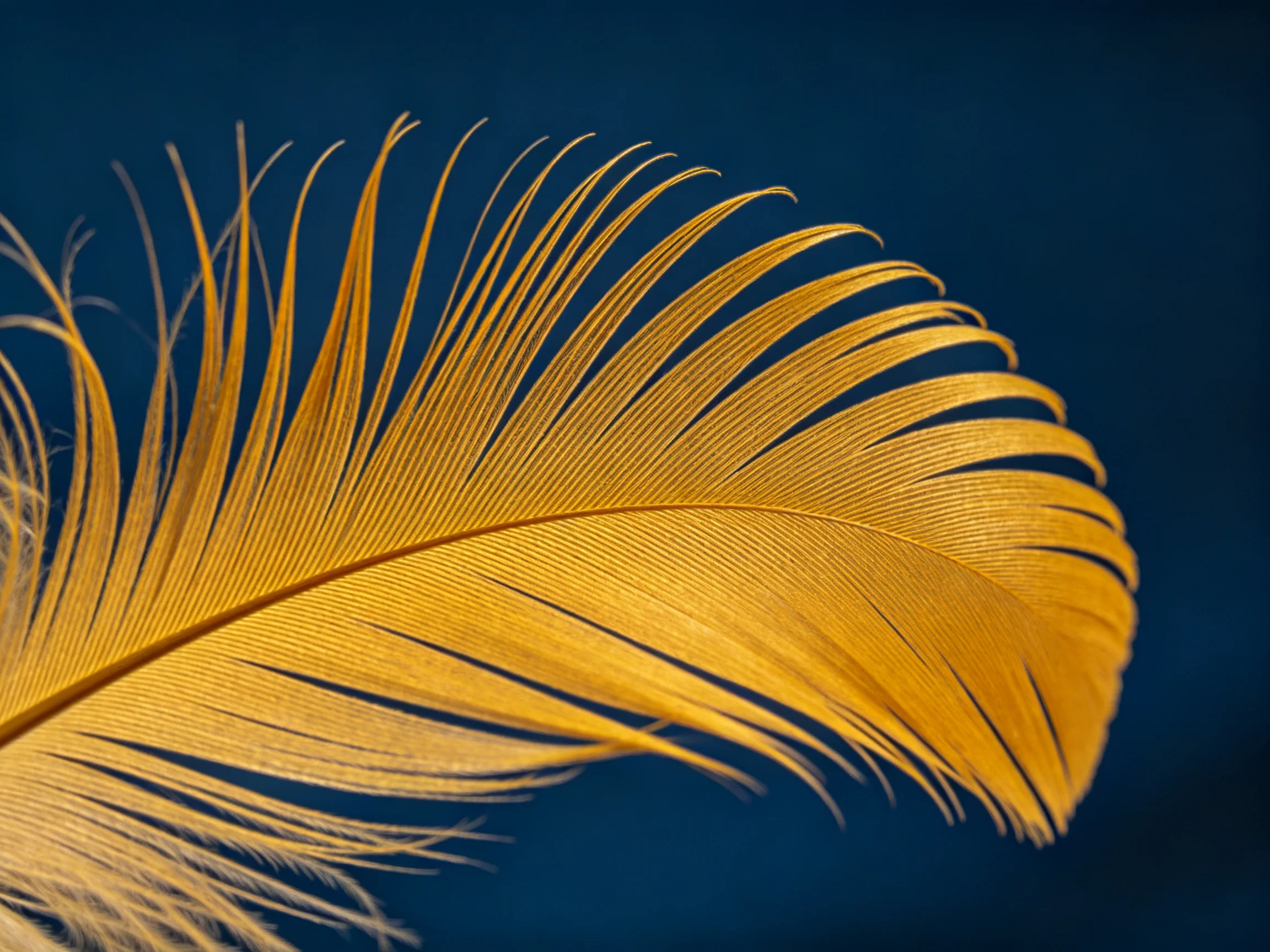Golden feather with delicate barbs on deep blue