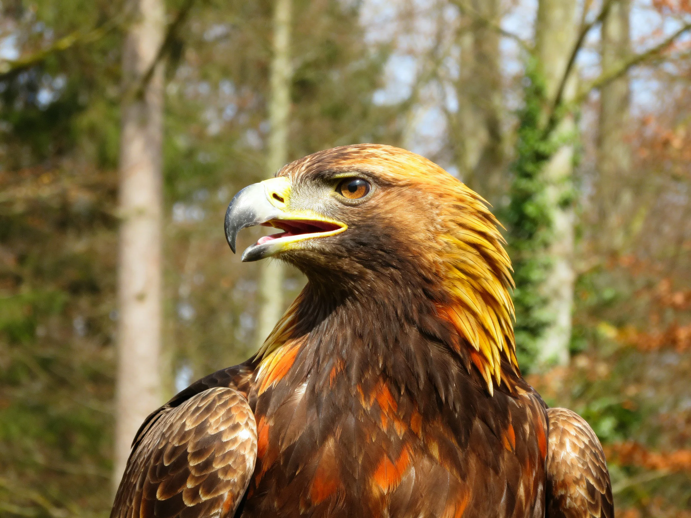 An eagle with golden and brown feathers stands near trees.