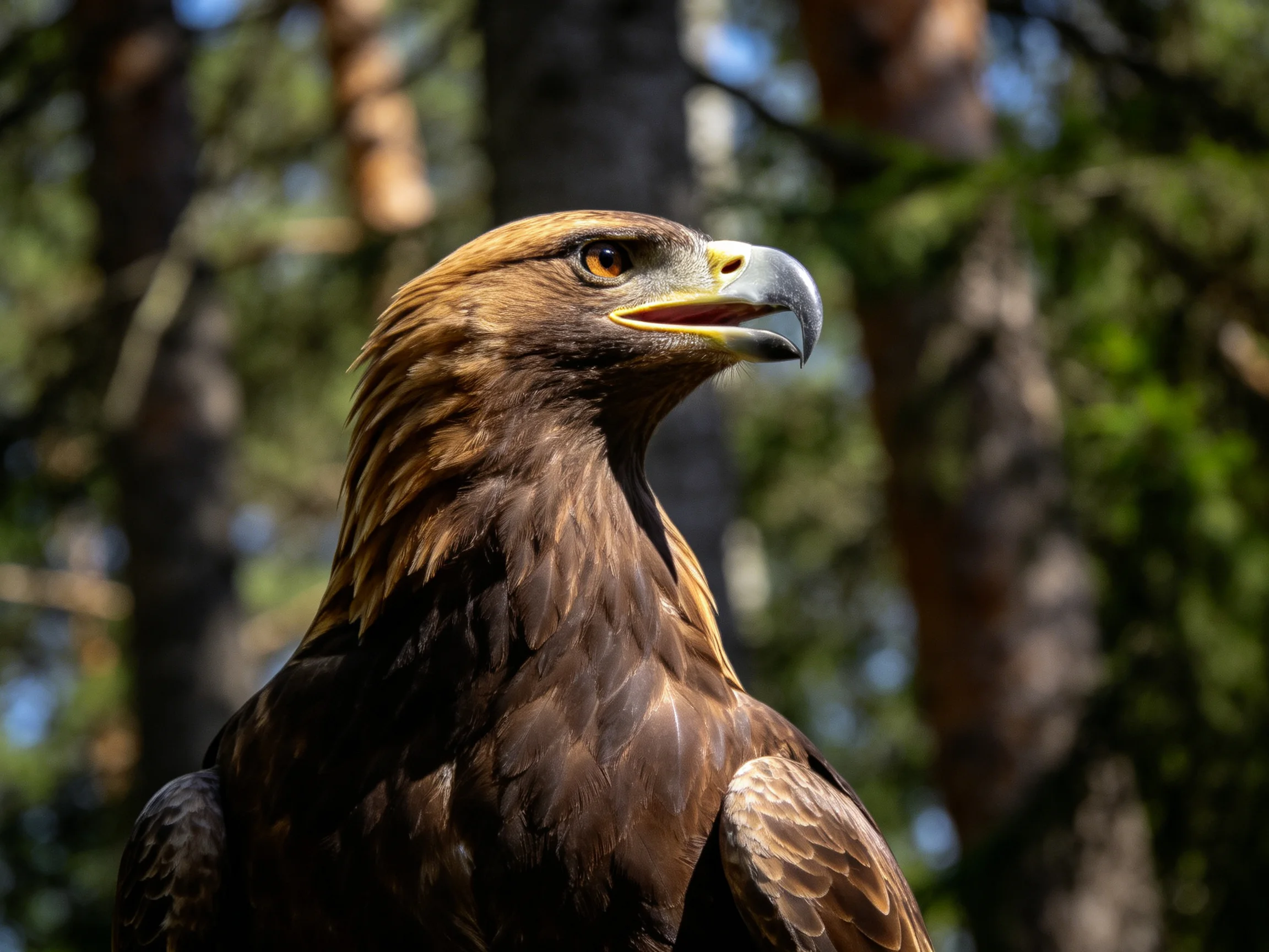 Golden-headed eagle with dark brown plumage in a forest backdrop