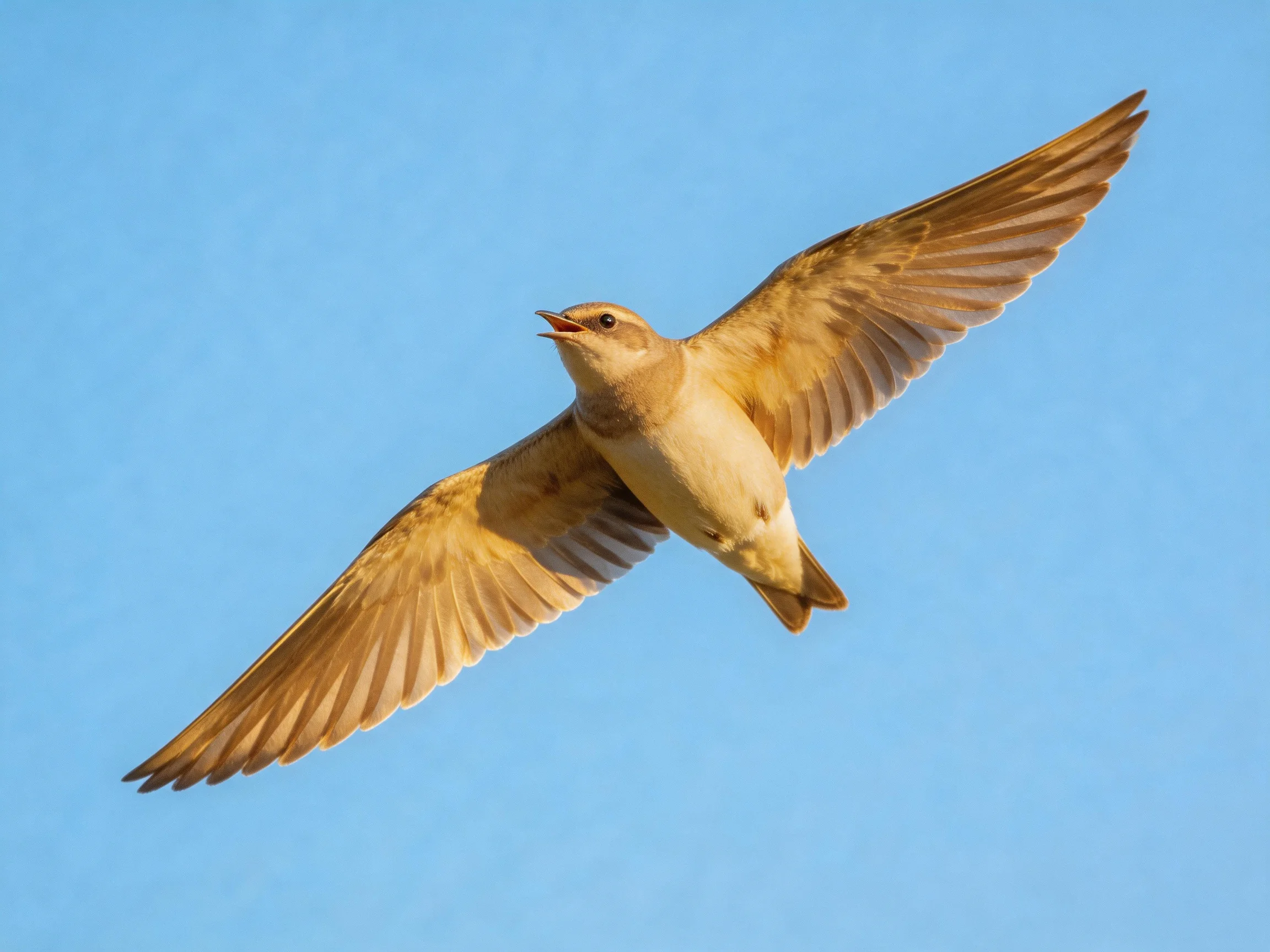 Golden-hued bird soaring through clear blue sky with outstretched wings