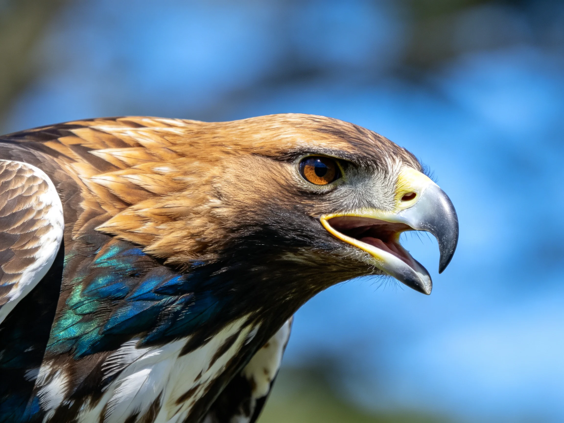 Golden - hued eagle with iridescent blue and white plumage