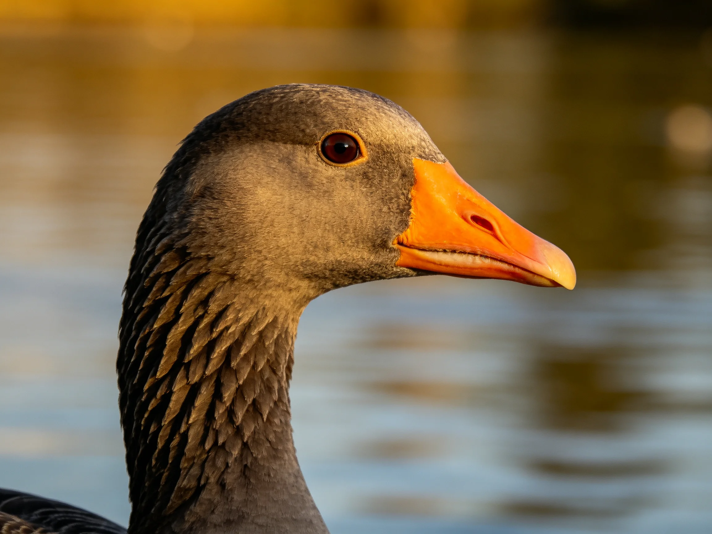 Gray Goose with Vibrant Orange Beak Near Calm Water