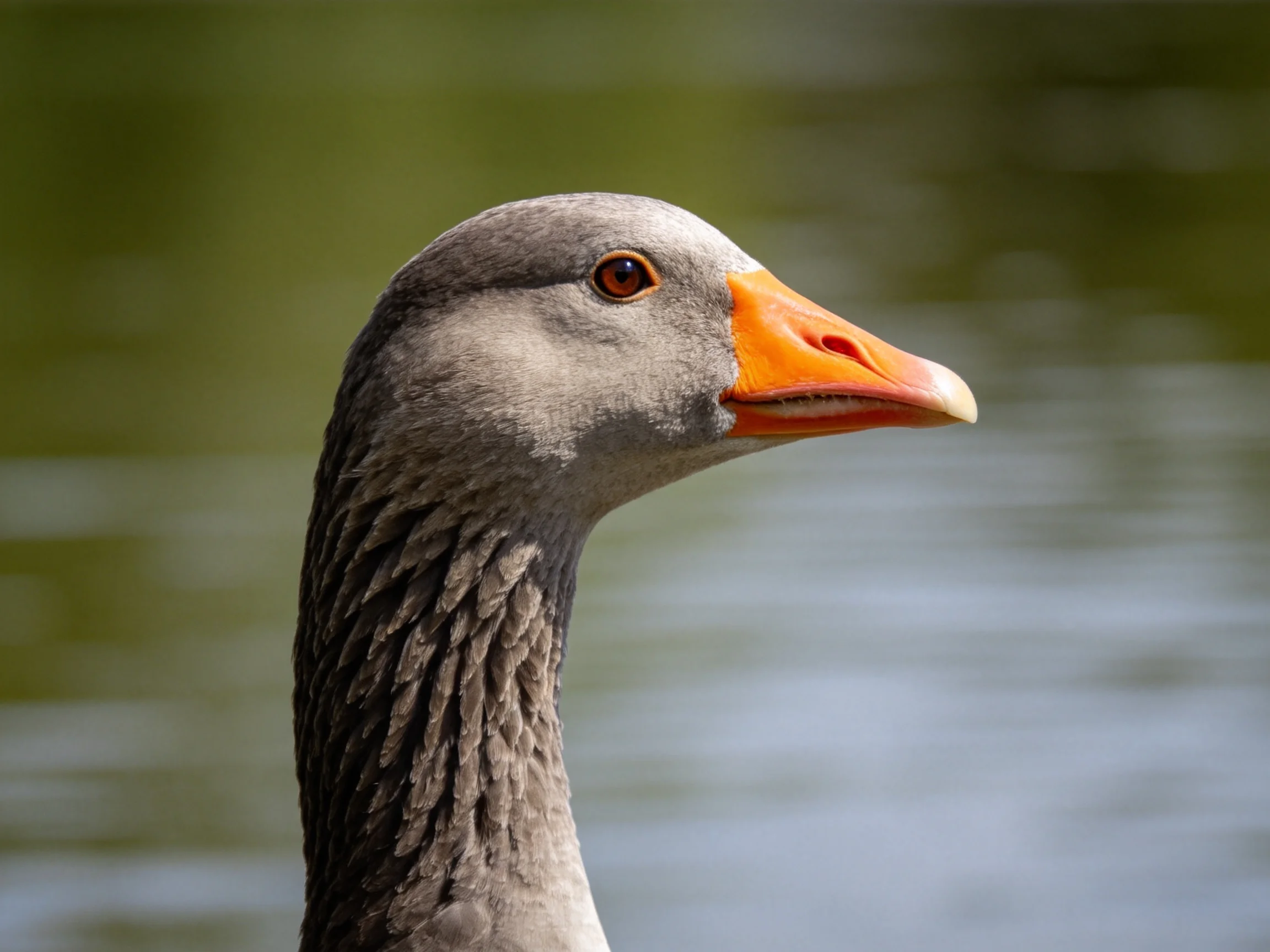 Gray Goose with Vibrant Orange Beak Near Still Water