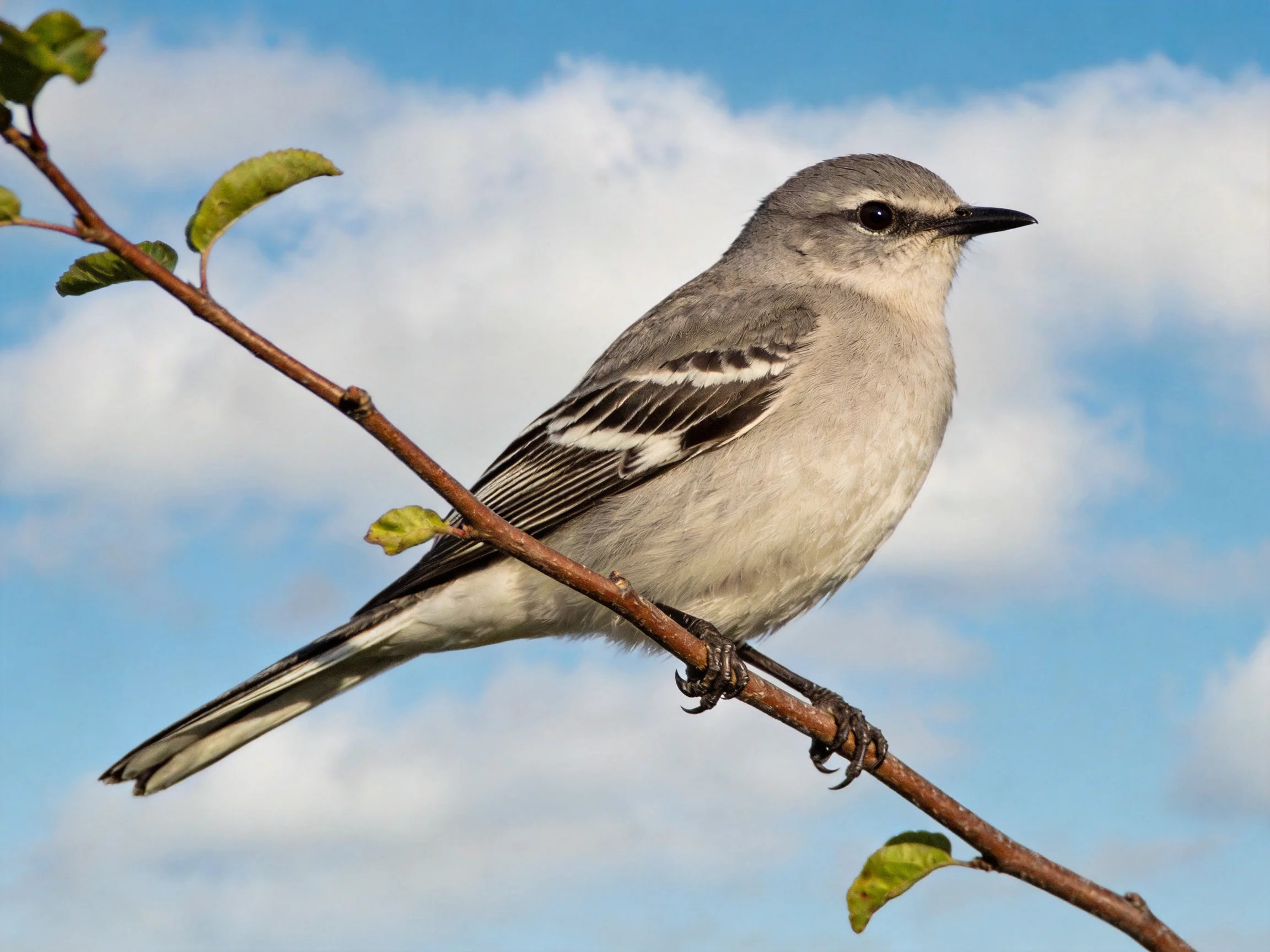 Gray and white bird perched on a brown branch with green leaves