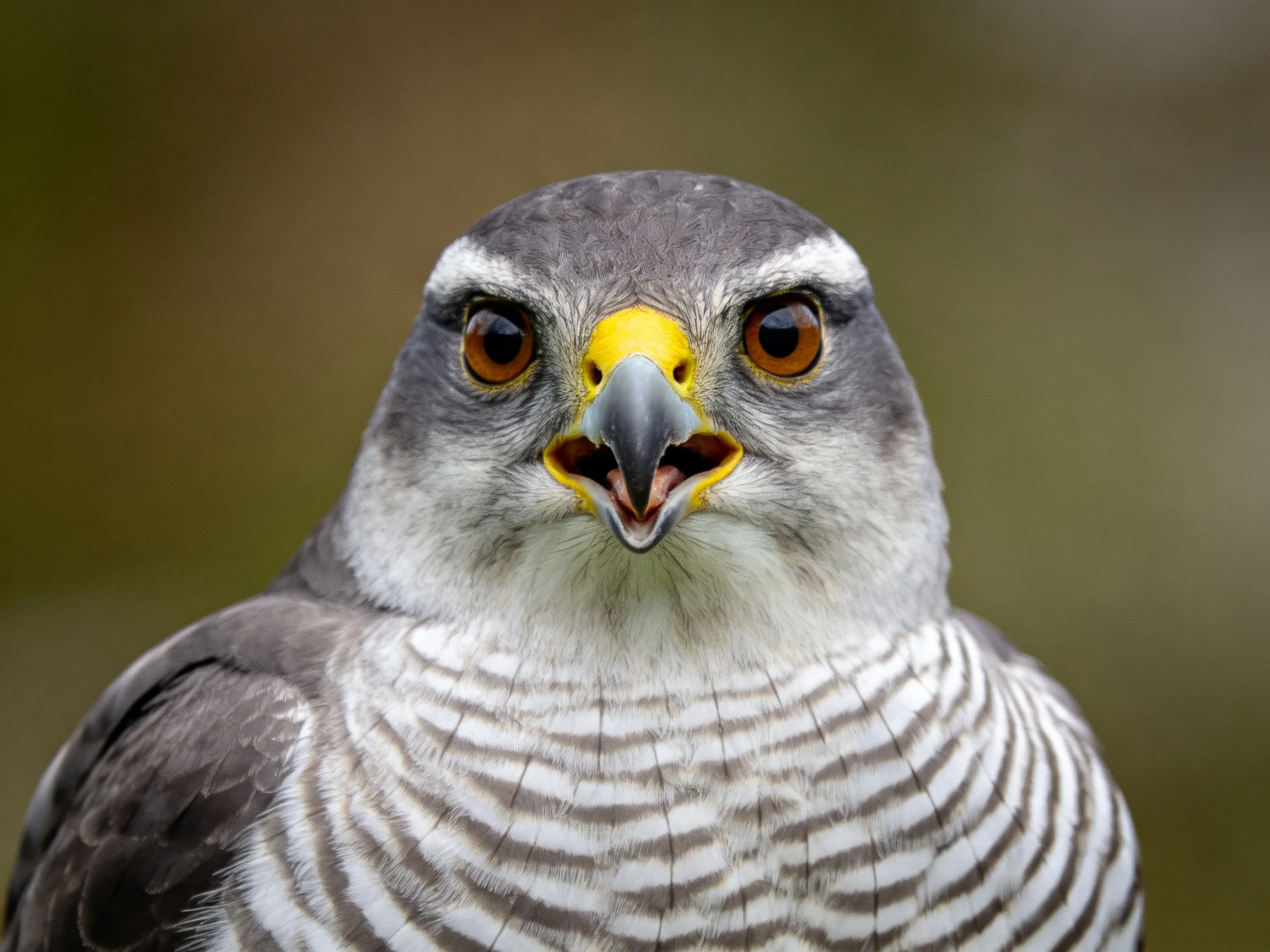 Close - up of a bird displaying gray, white plumage and yellow facial markings.
