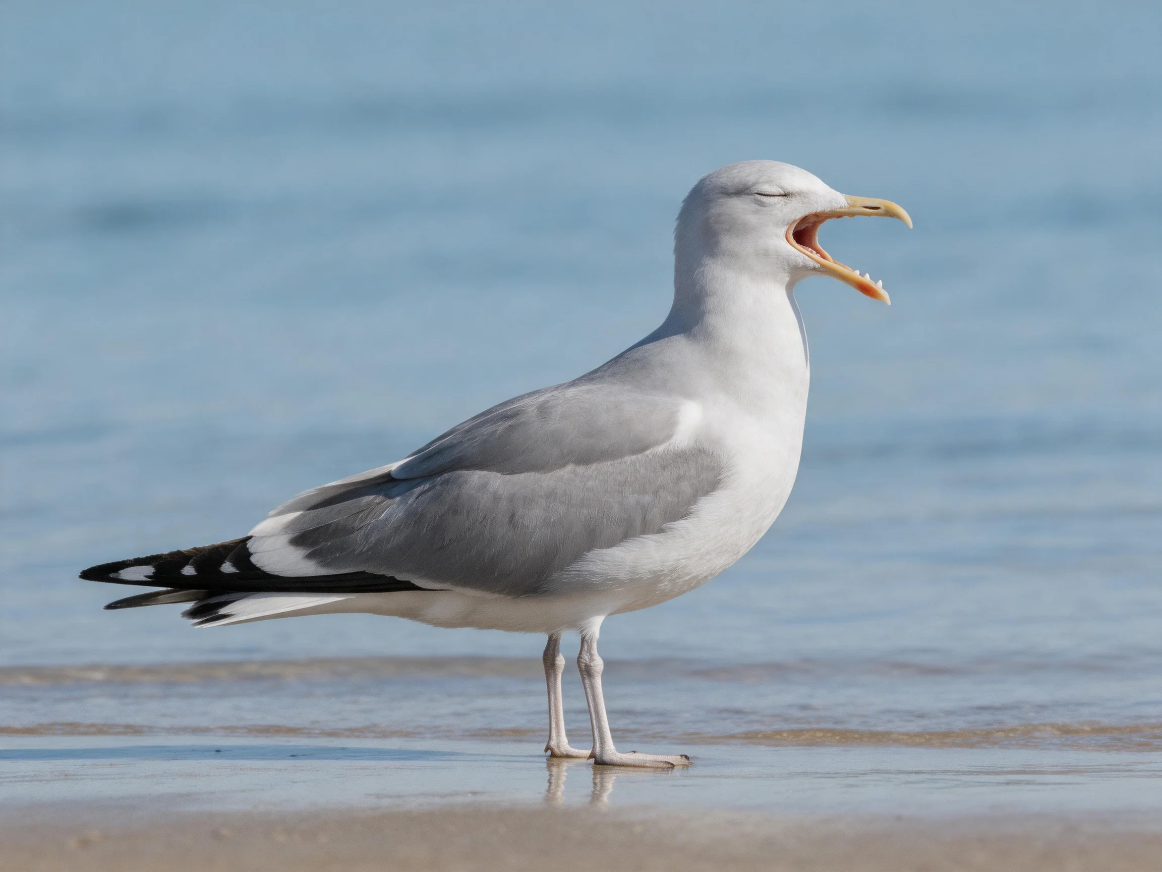 Gray and white seagull on wet sand by calm blue water