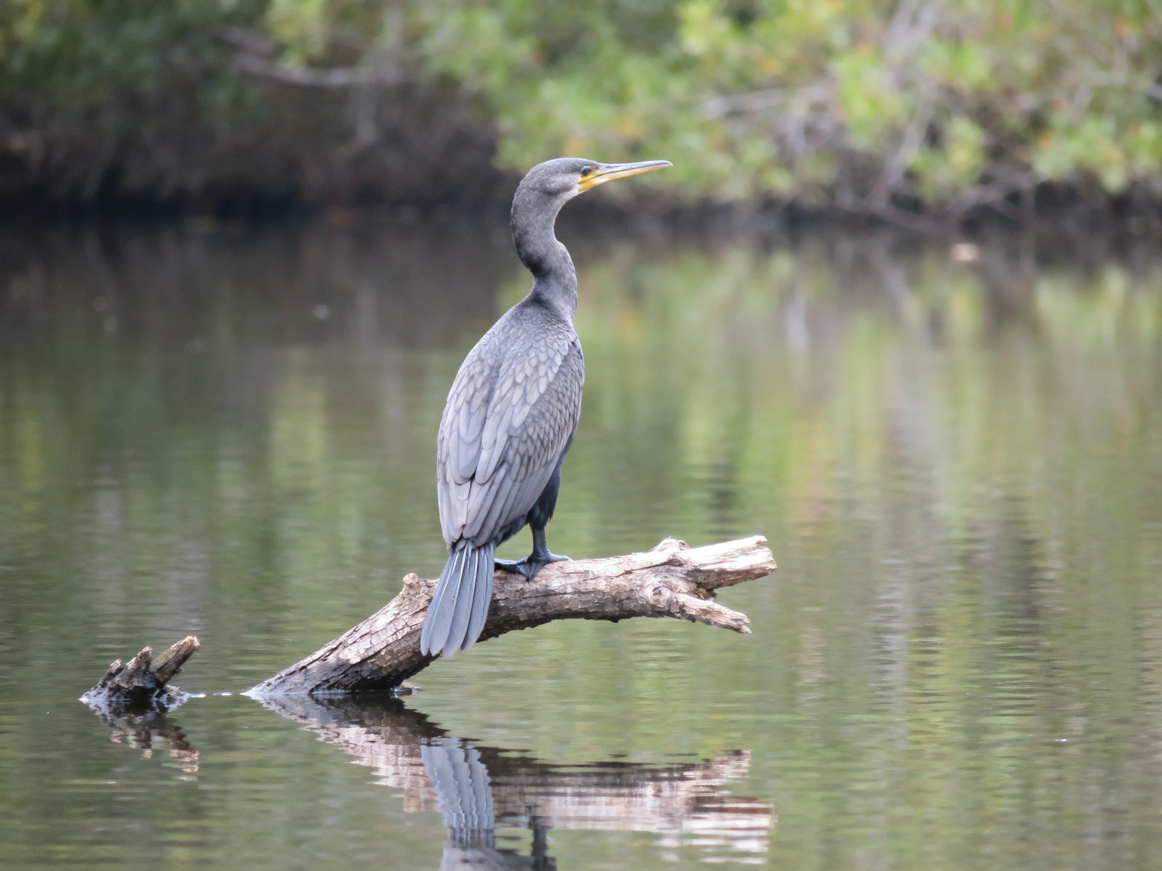 Gray bird perched on weathered branch over calm water