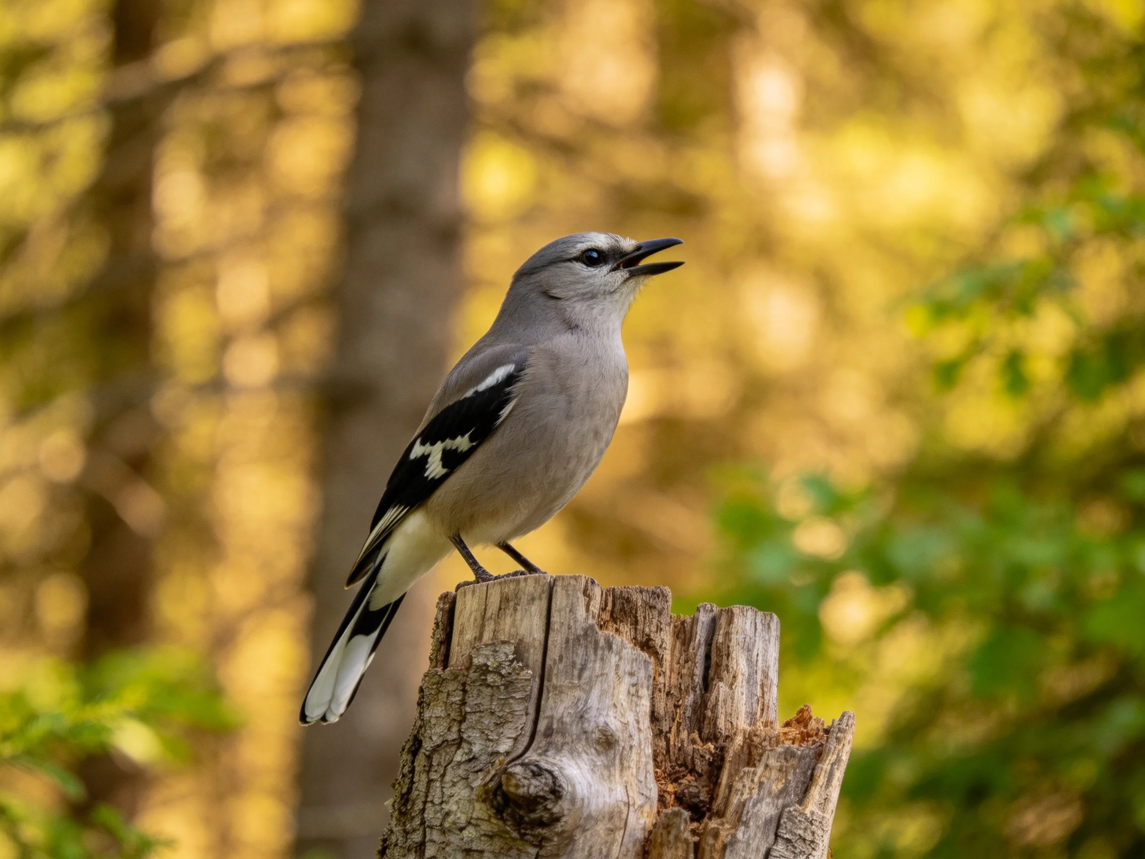 Gray bird with black wing patches perches on weathered tree stump