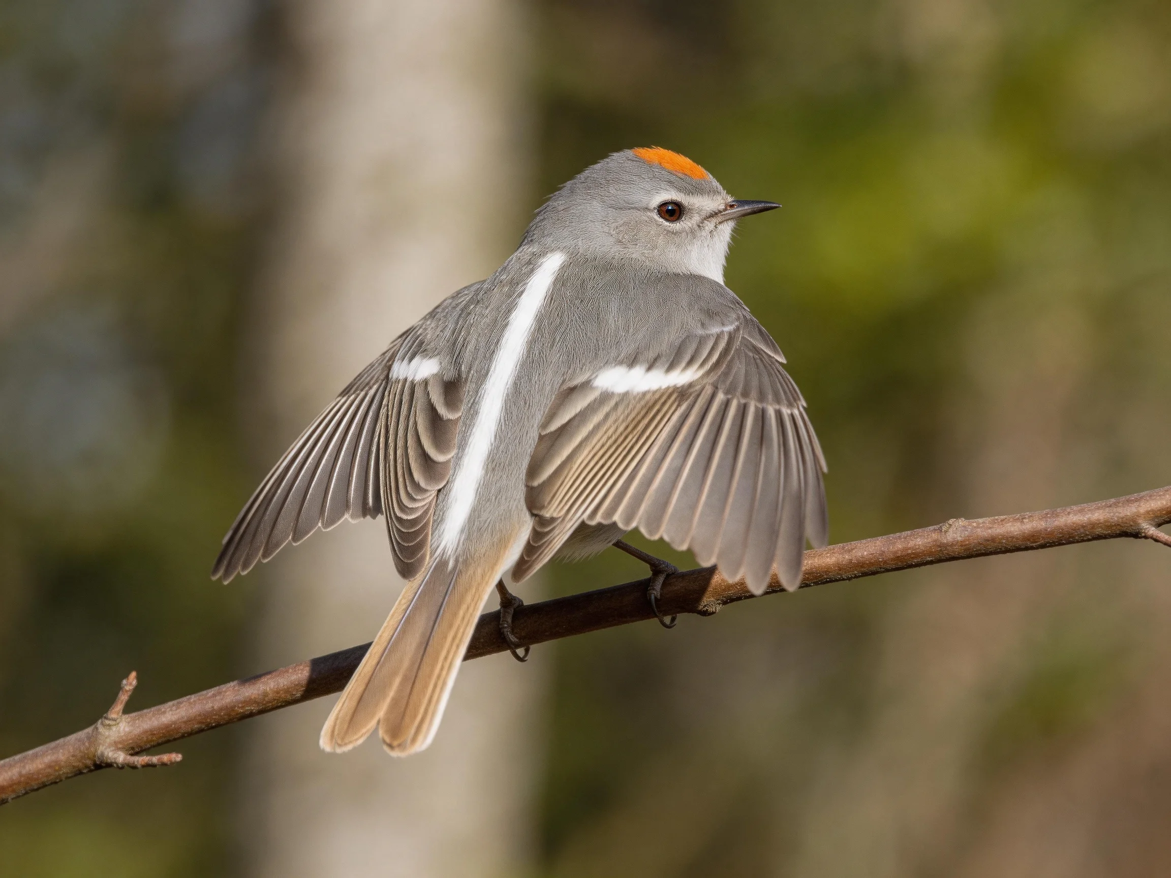 Gray bird with orange crown perched on a branch