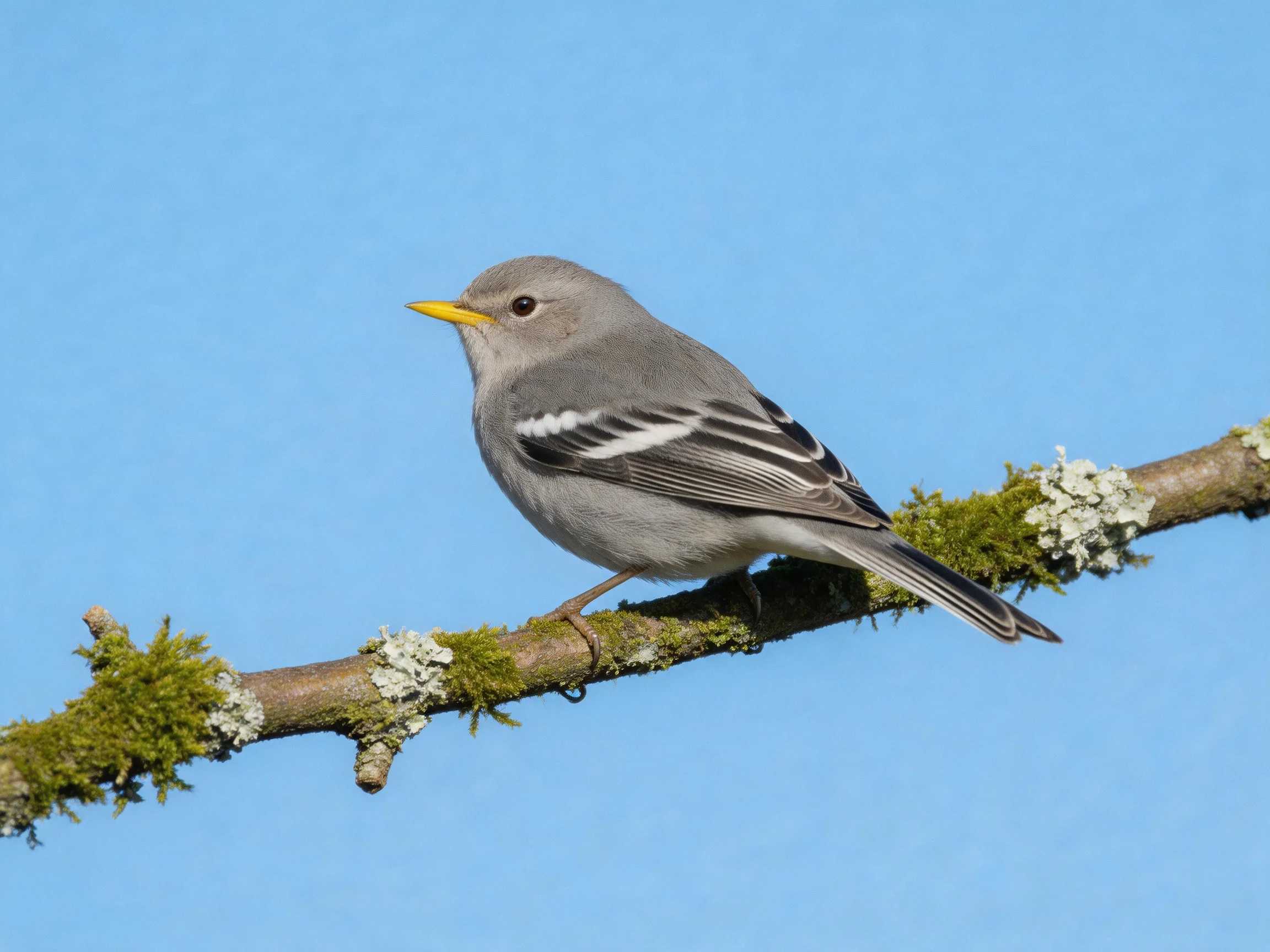 Gray bird with yellow beak perched on mossy lichen-covered branch