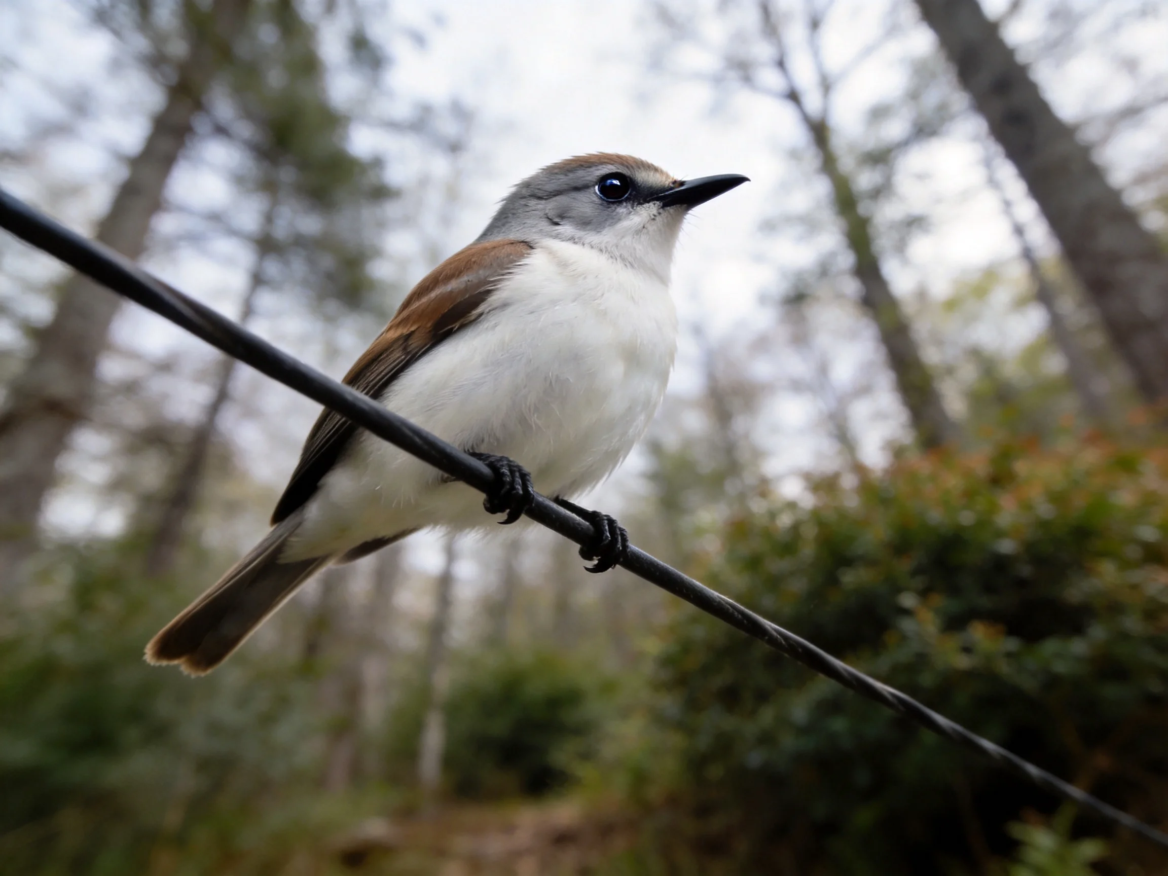 Gray-brown and white bird perched on wire among tall trees