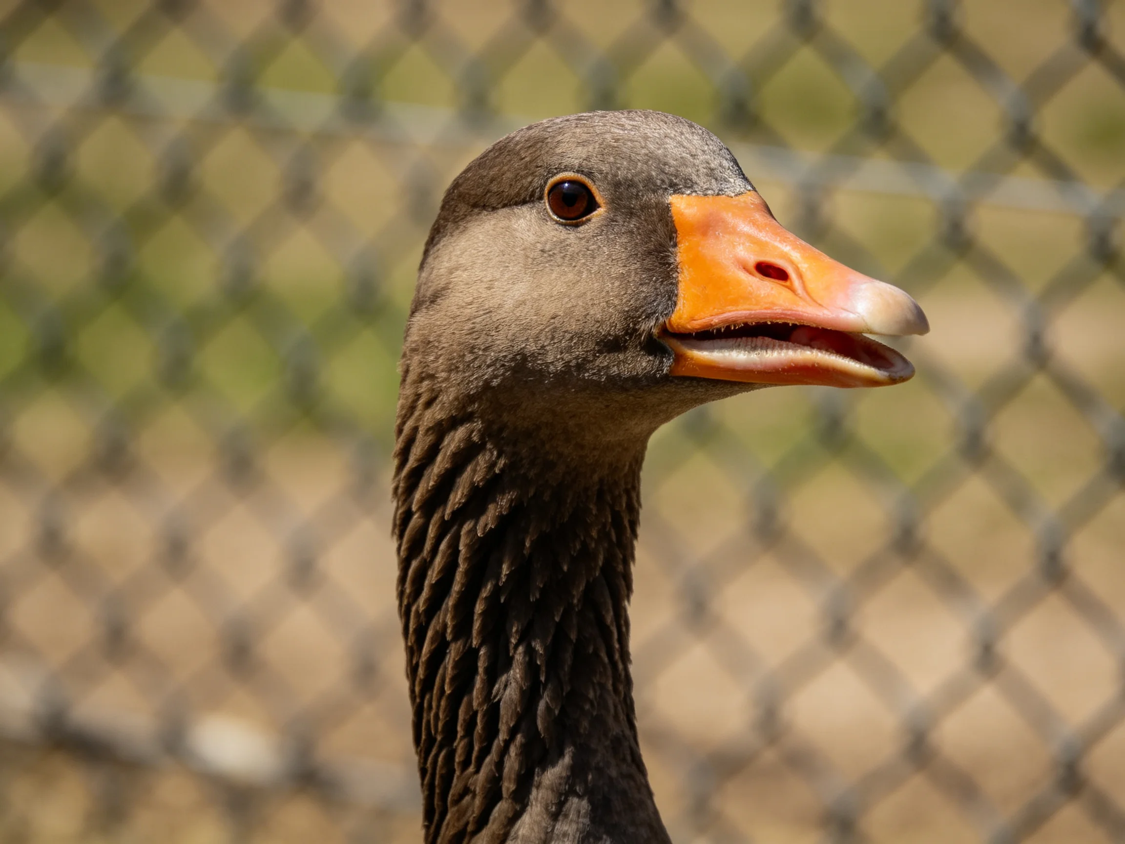 Gray-brown goose with orange beak near chain-link fence
