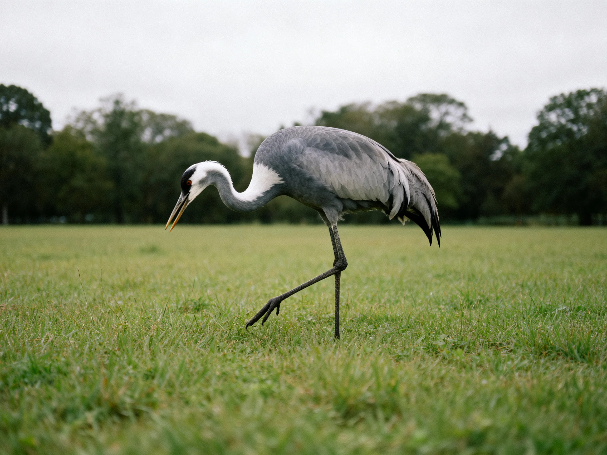 Gray crane foraging in a lush green meadow with trees in background
