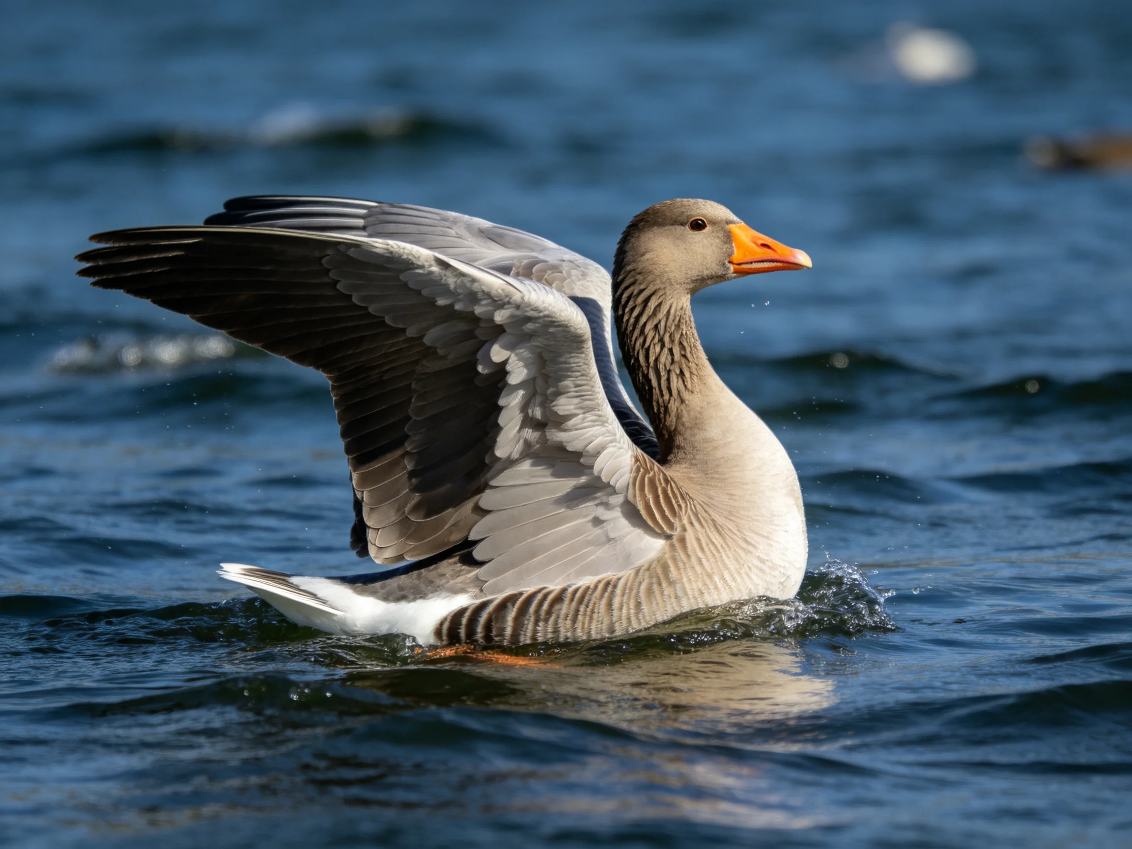 Gray-feathered goose with orange beak swimming in blue water