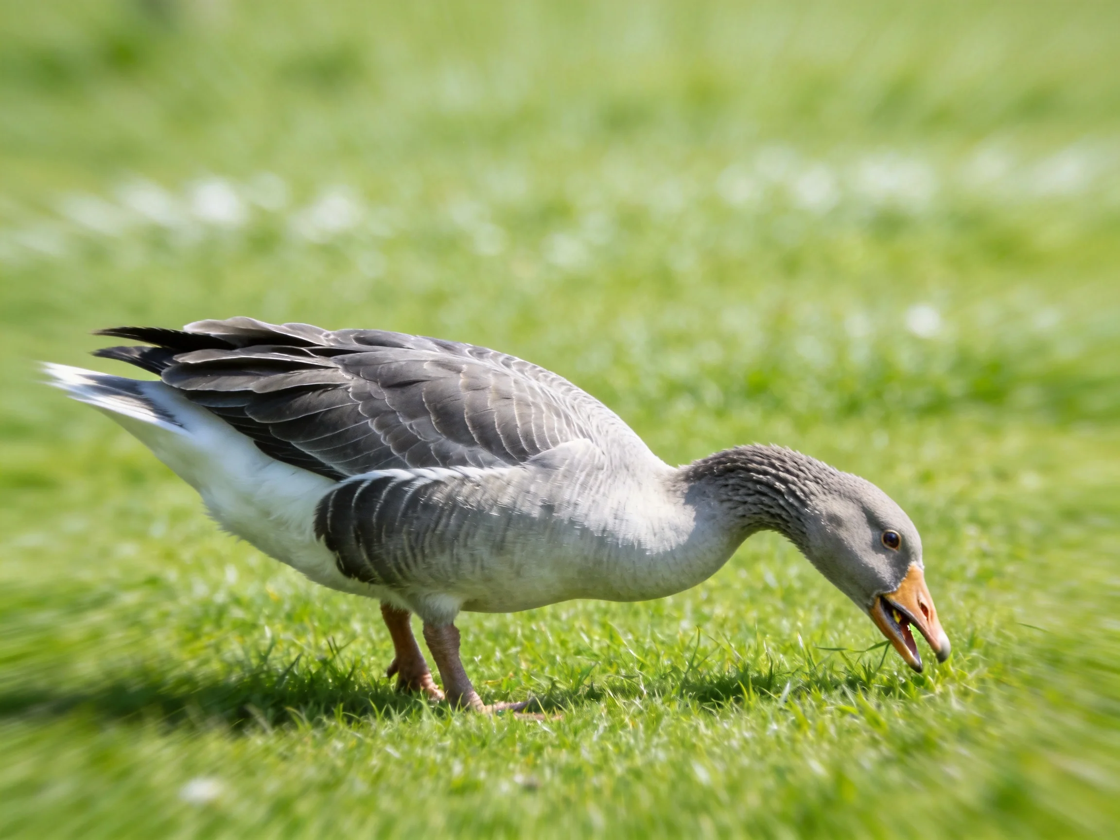Gray goose foraging on lush green grass