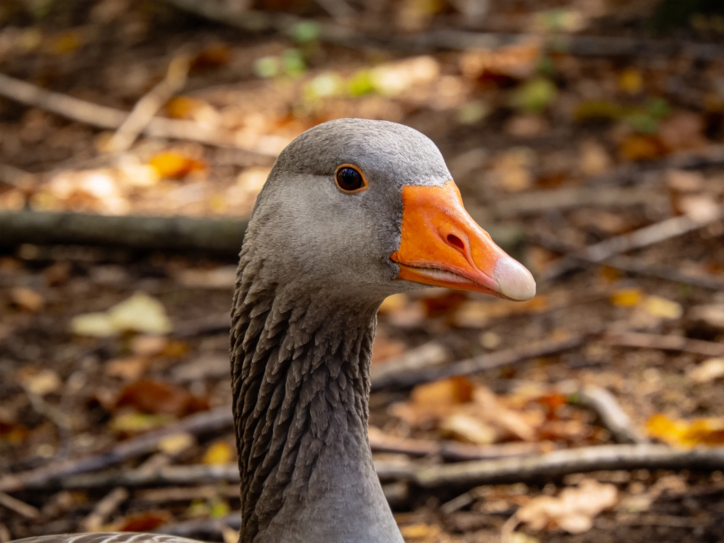 Gray goose with bright orange beak amid autumn foliage