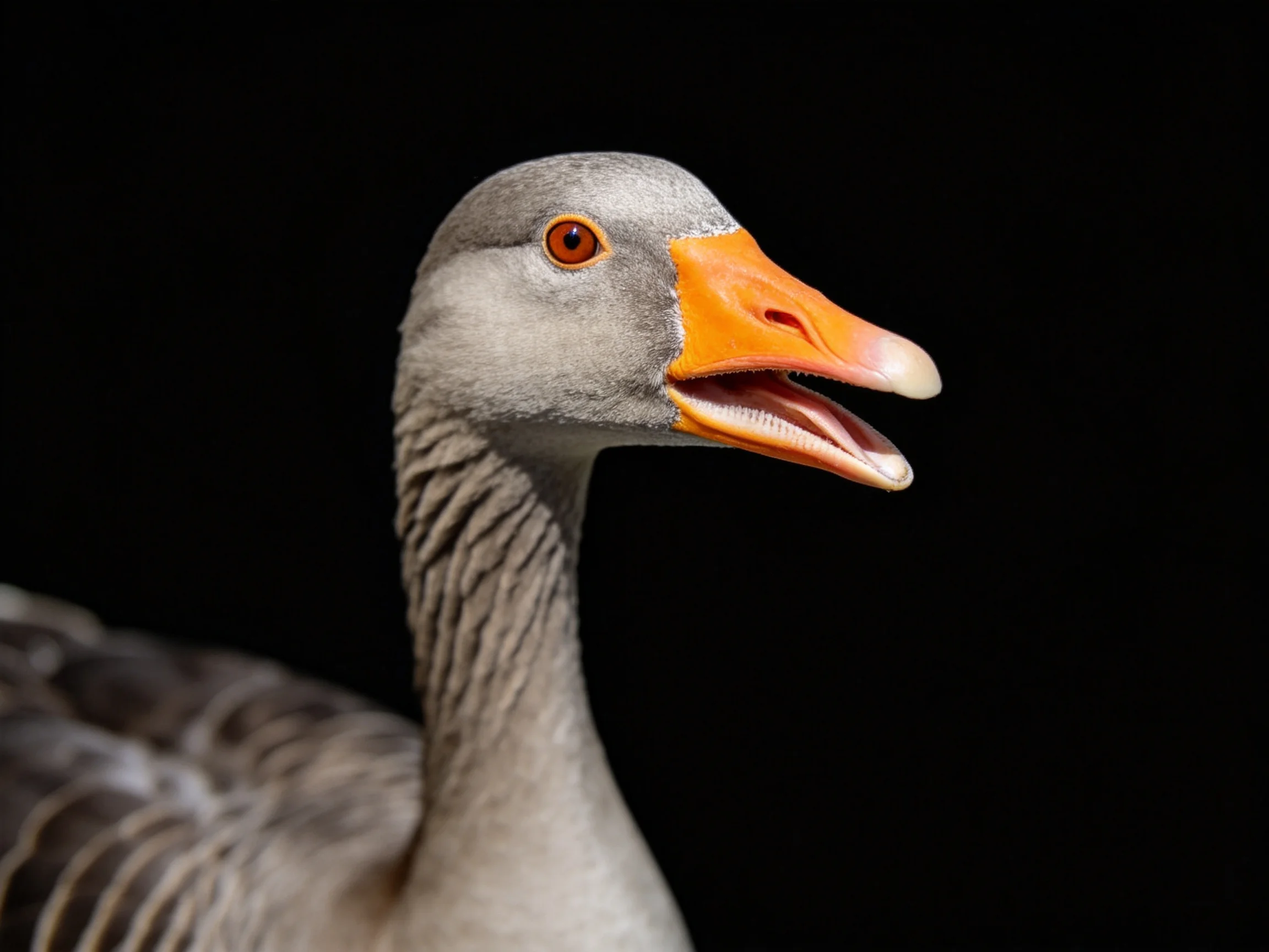Close - up of a gray goose with an orange beak against a dark background.