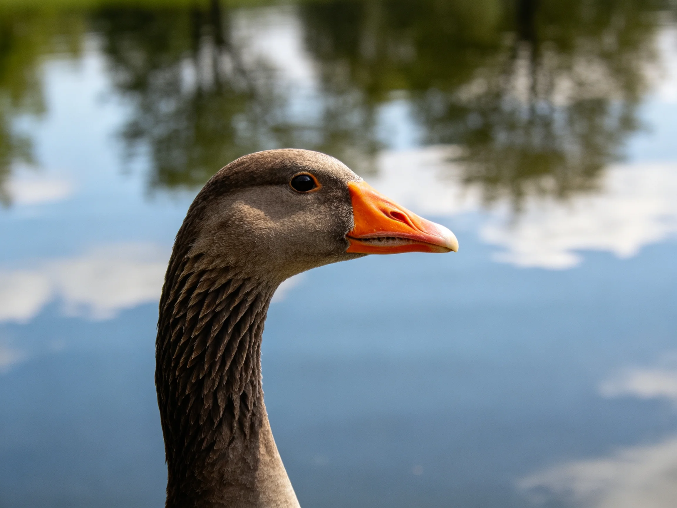 Gray goose with bright orange beak near reflective water