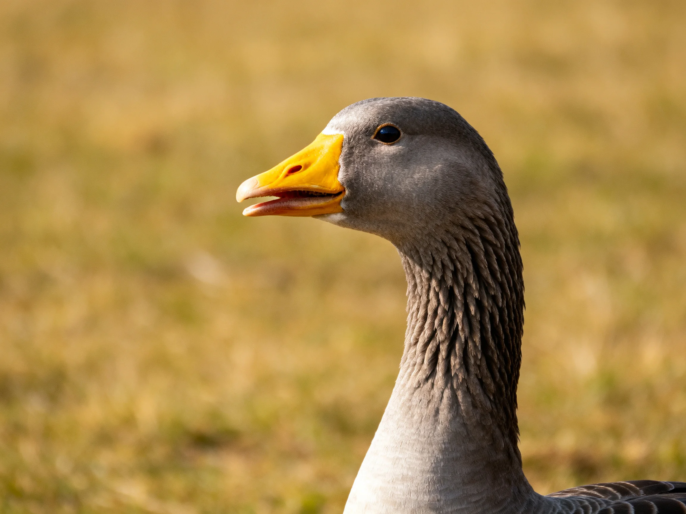 Gray goose with bright yellow beak in sunlit grassy field