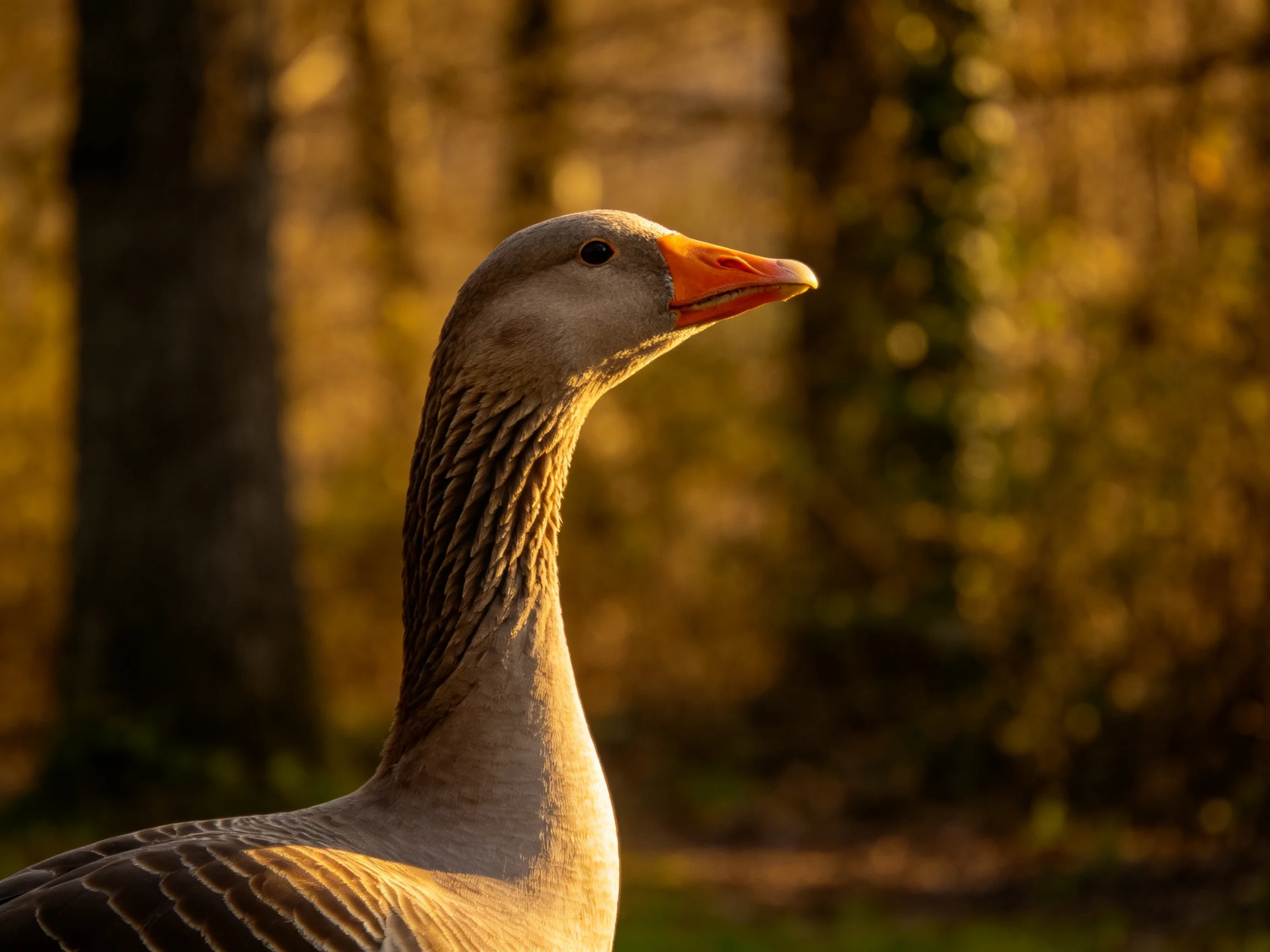 Gray goose with orange beak in sunlit forest setting