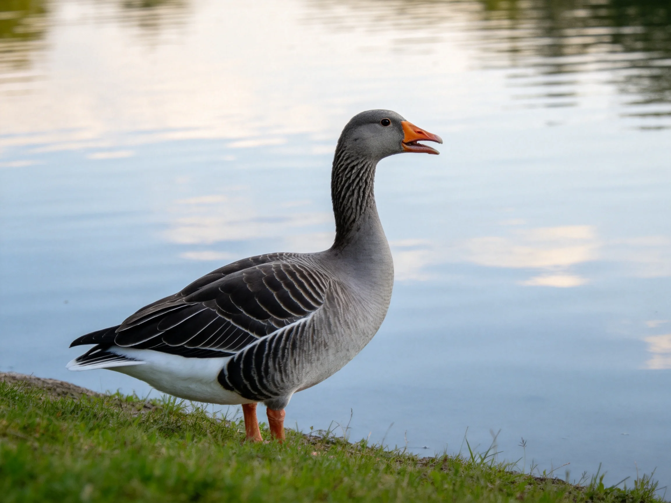 Gray goose with orange beak near calm blue water