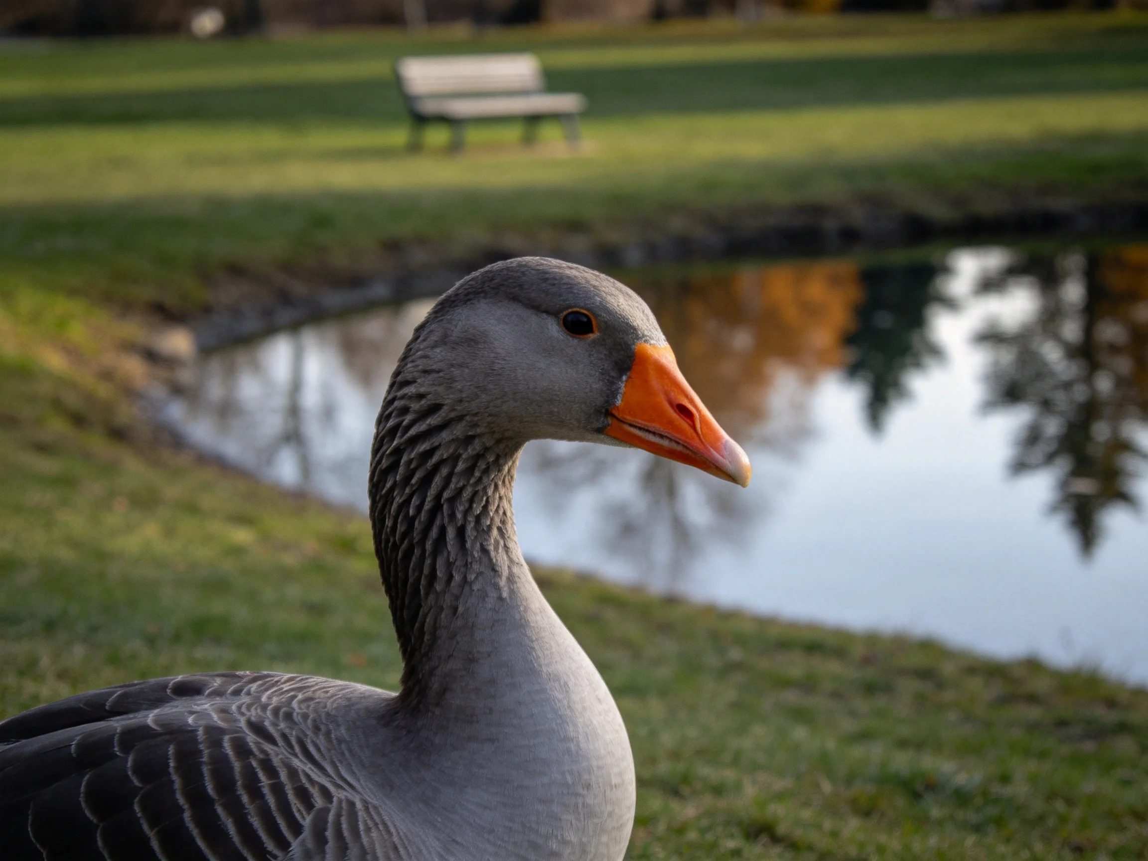Gray goose with orange beak near pond and park bench