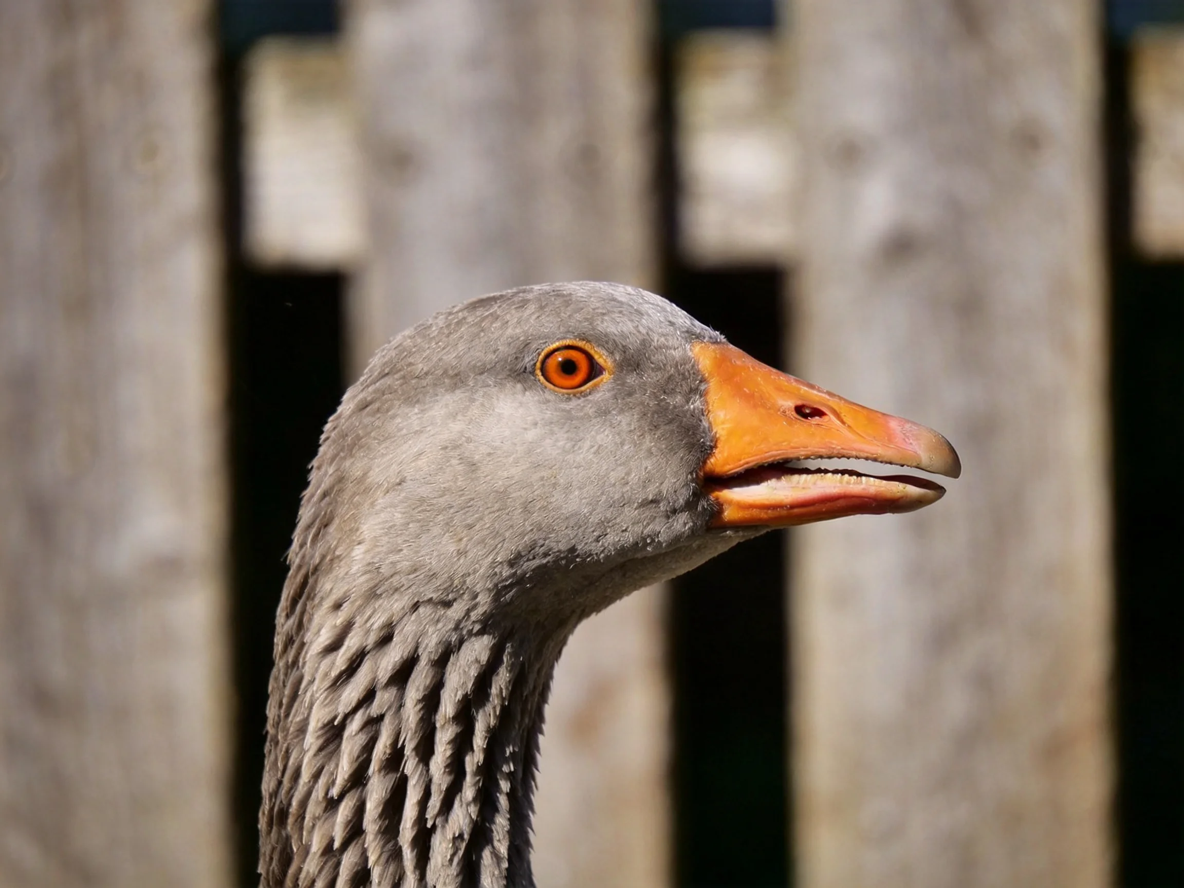 Close - up of a gray goose with an orange beak beside a wooden fence.