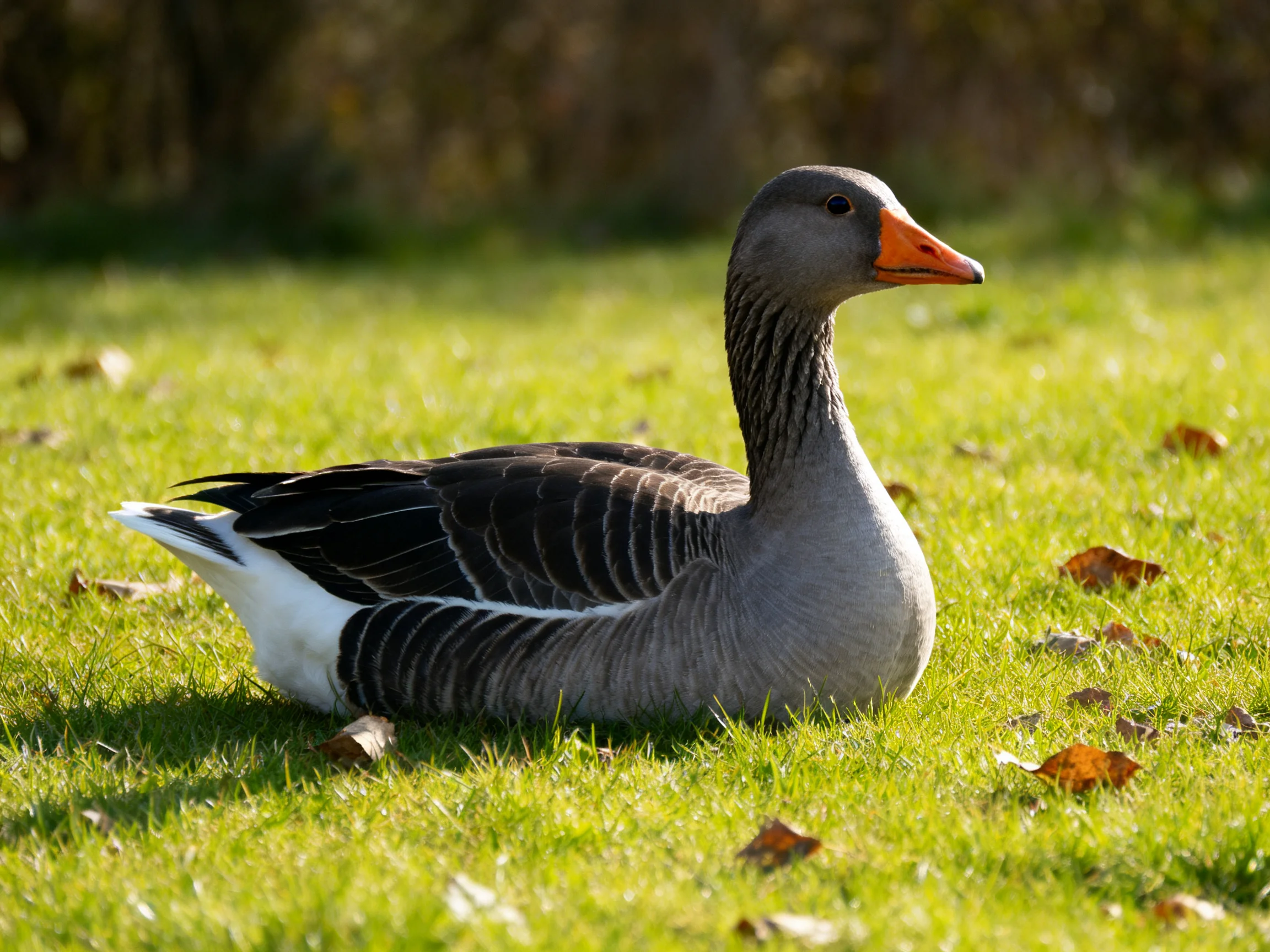 Gray goose with orange beak resting on green grass