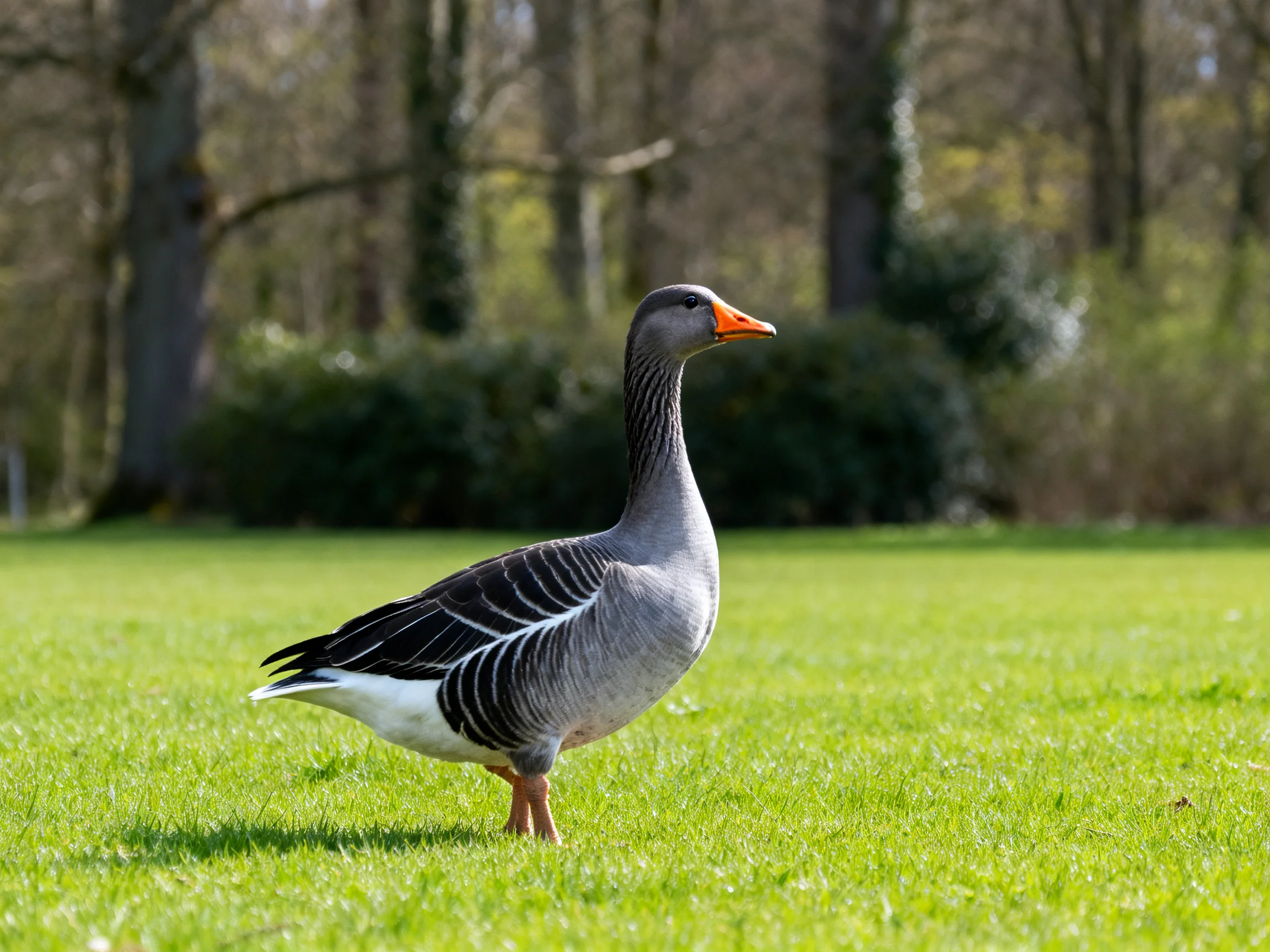 Gray goose with orange beak stands on green grass near trees
