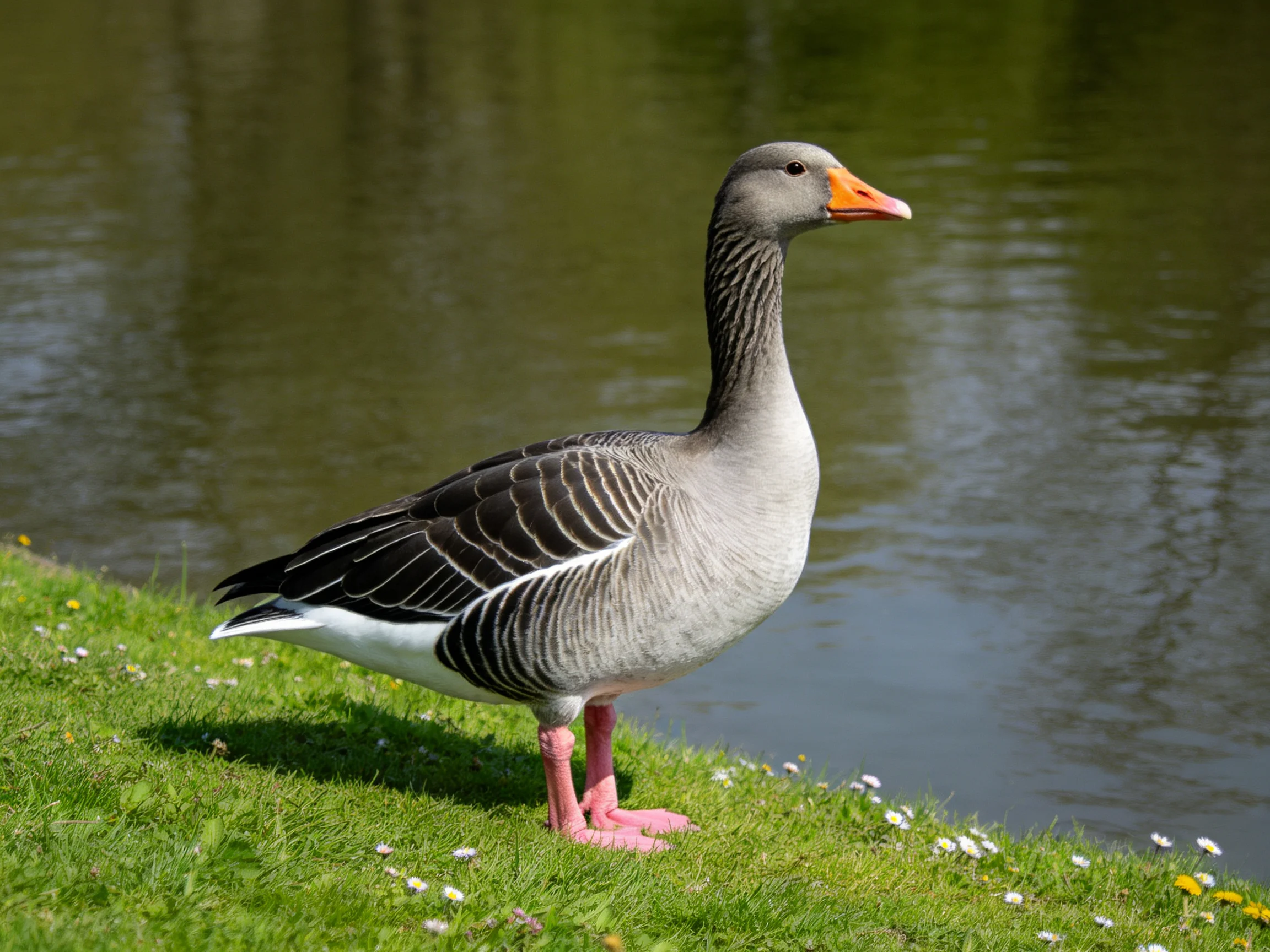 Gray goose with pink legs near calm water
