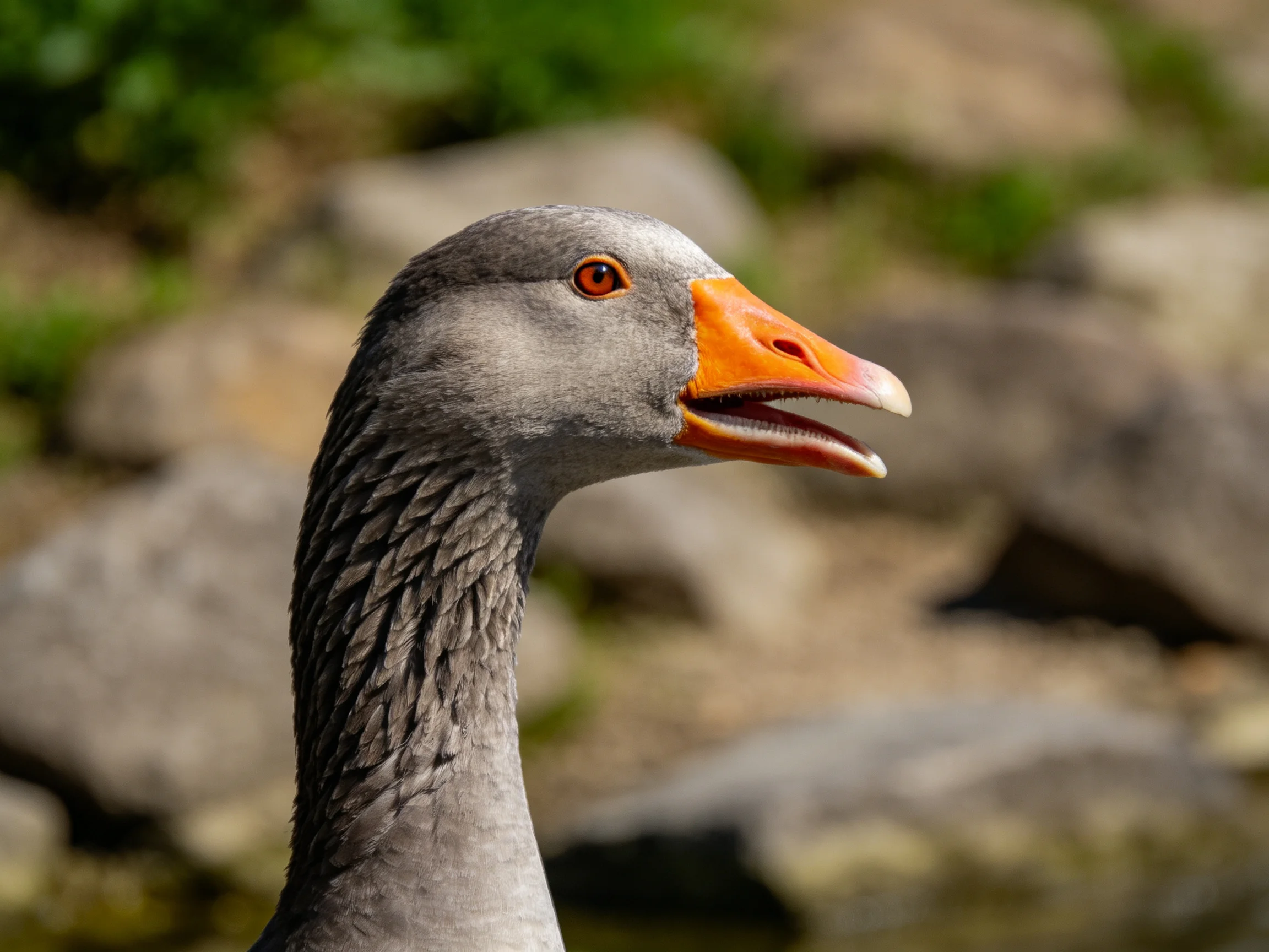 Close-up of a gray goose with an orange beak near rocky terrain.