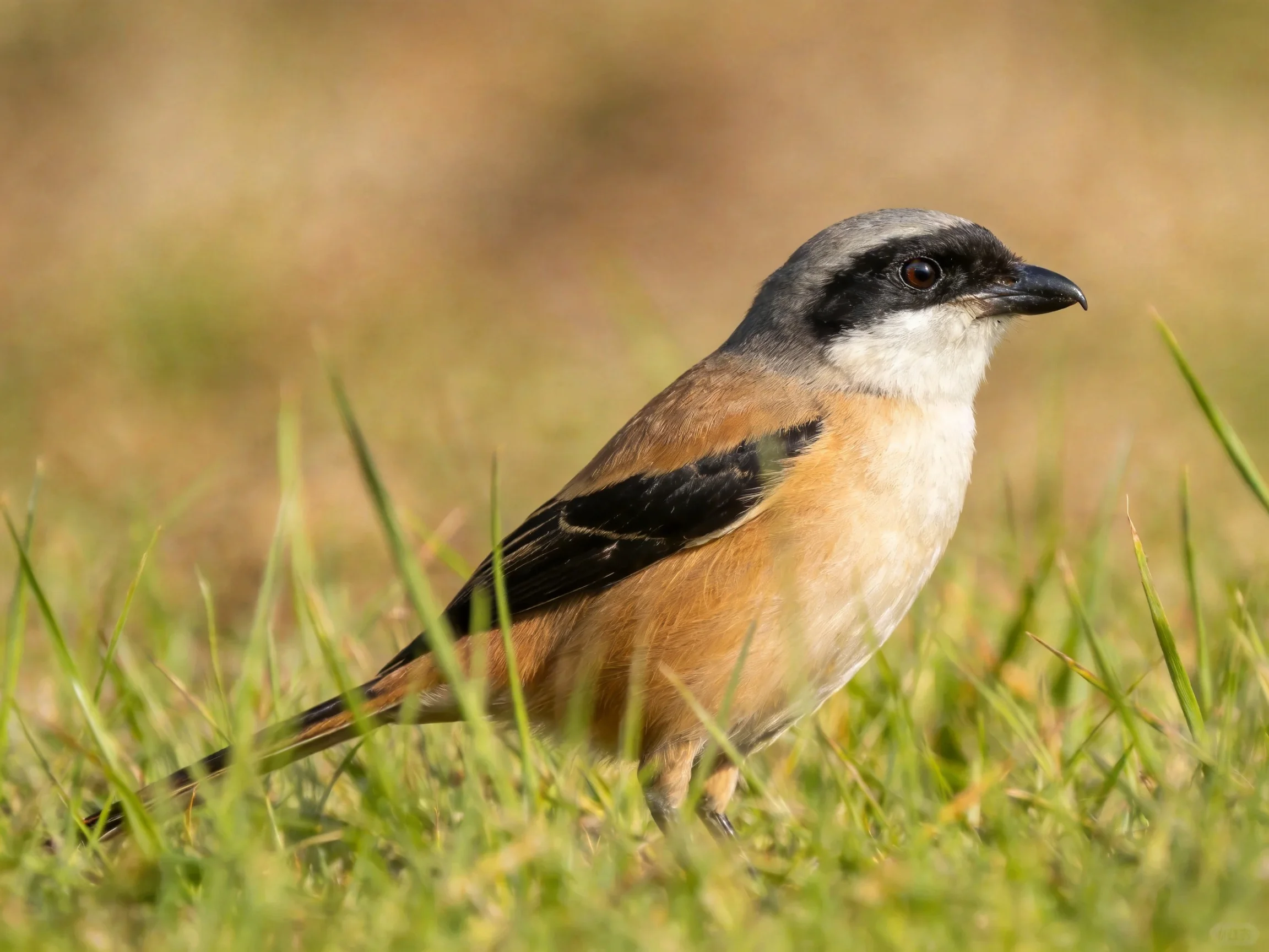 Gray-headed Shrike with black facial markings standing in tall grass