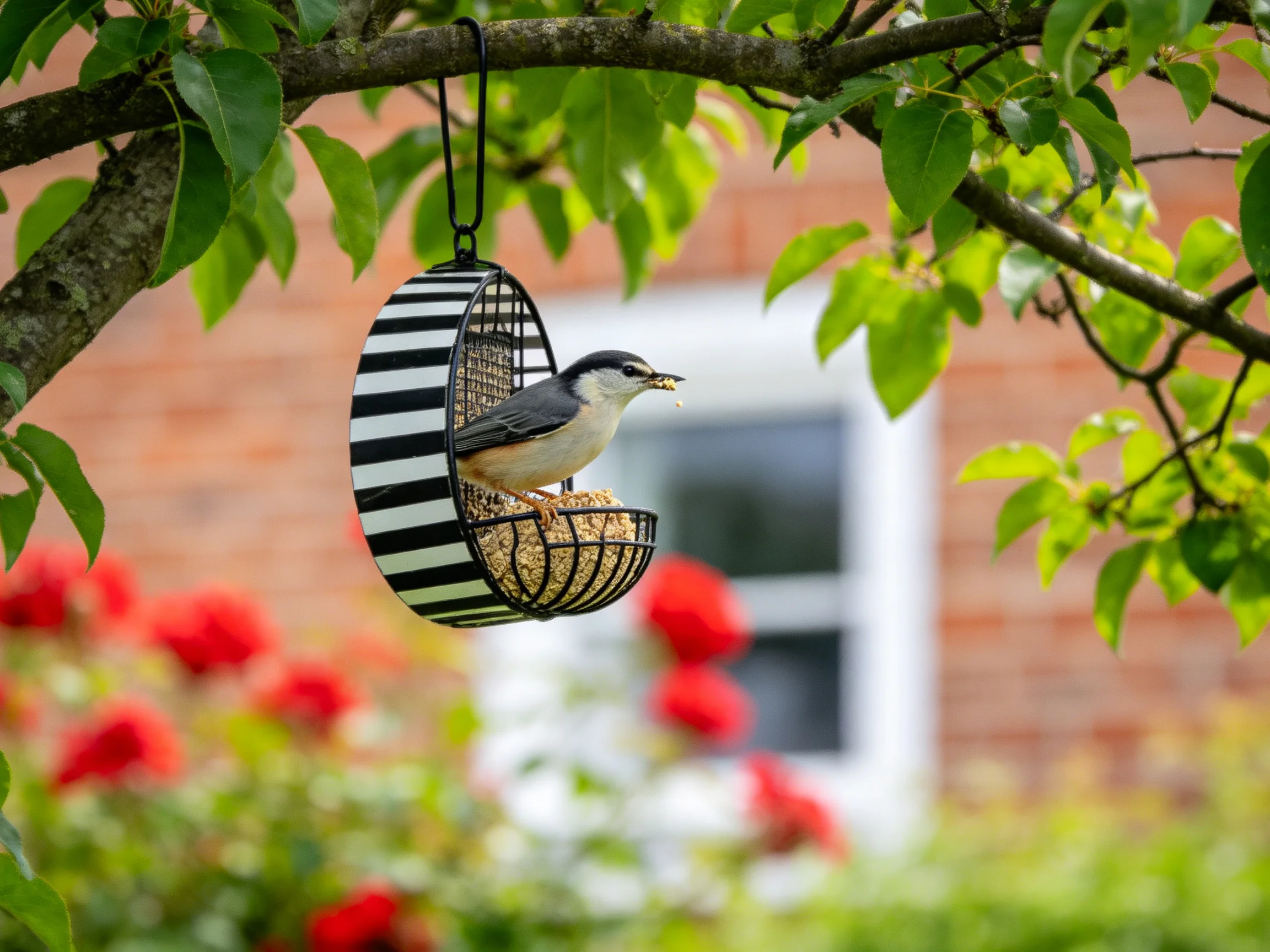 Gray-headed bird on striped feeder near red blooms