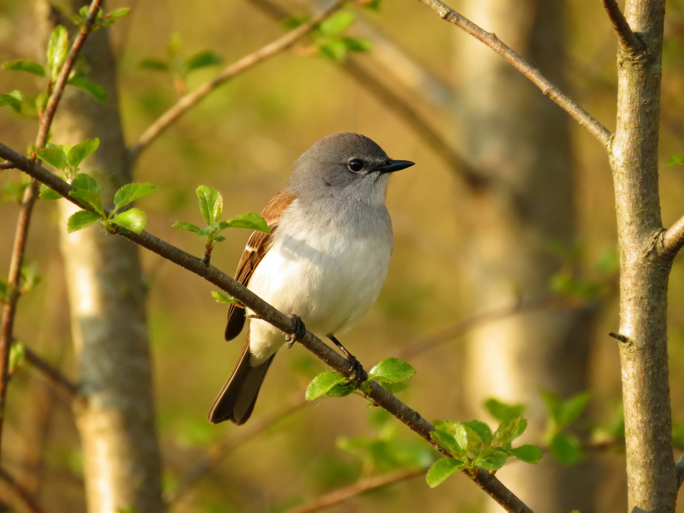 Gray-headed bird perched on a leafy tree branch