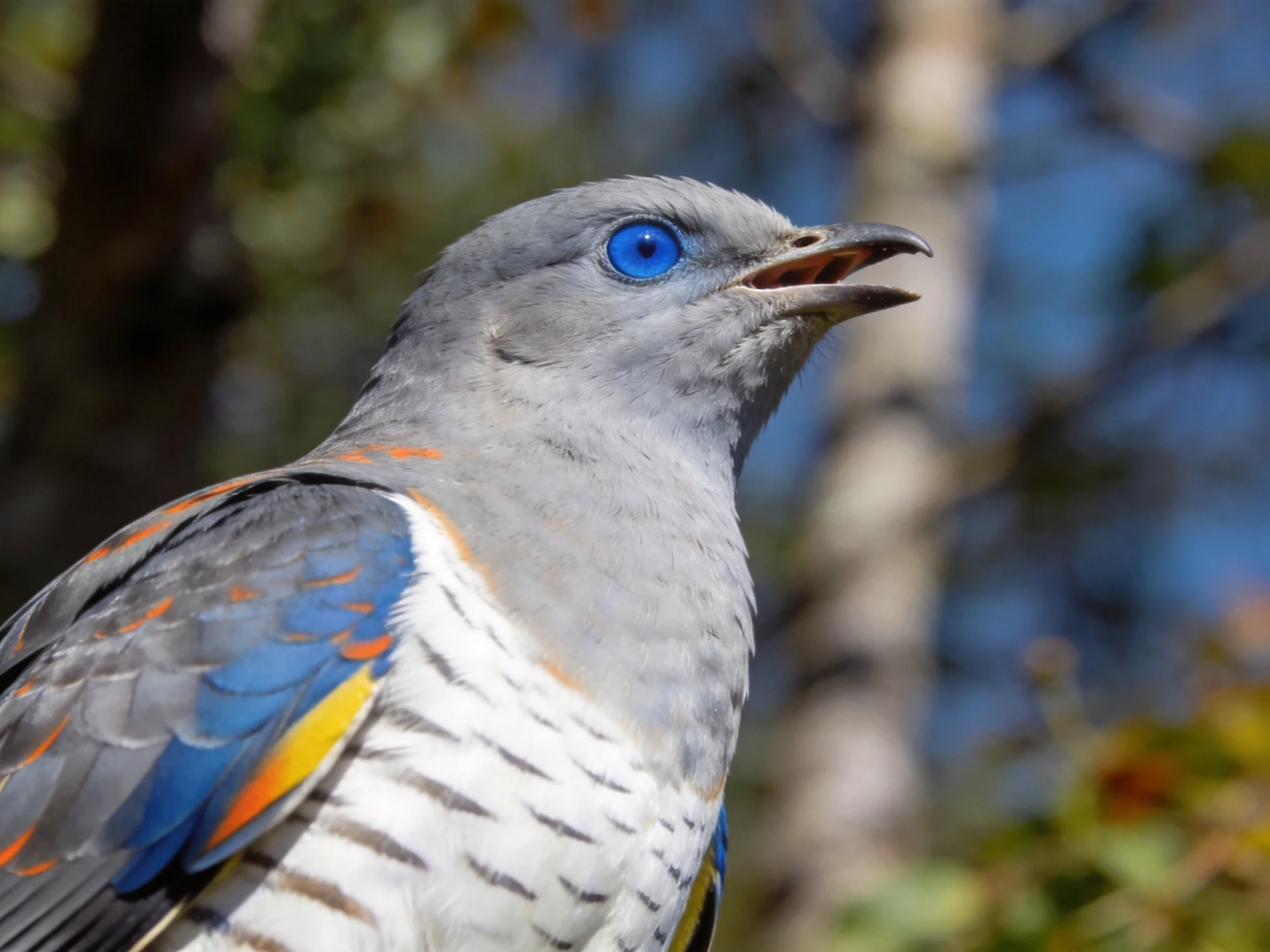 Gray-headed bird with blue eye and vibrant wing patterns