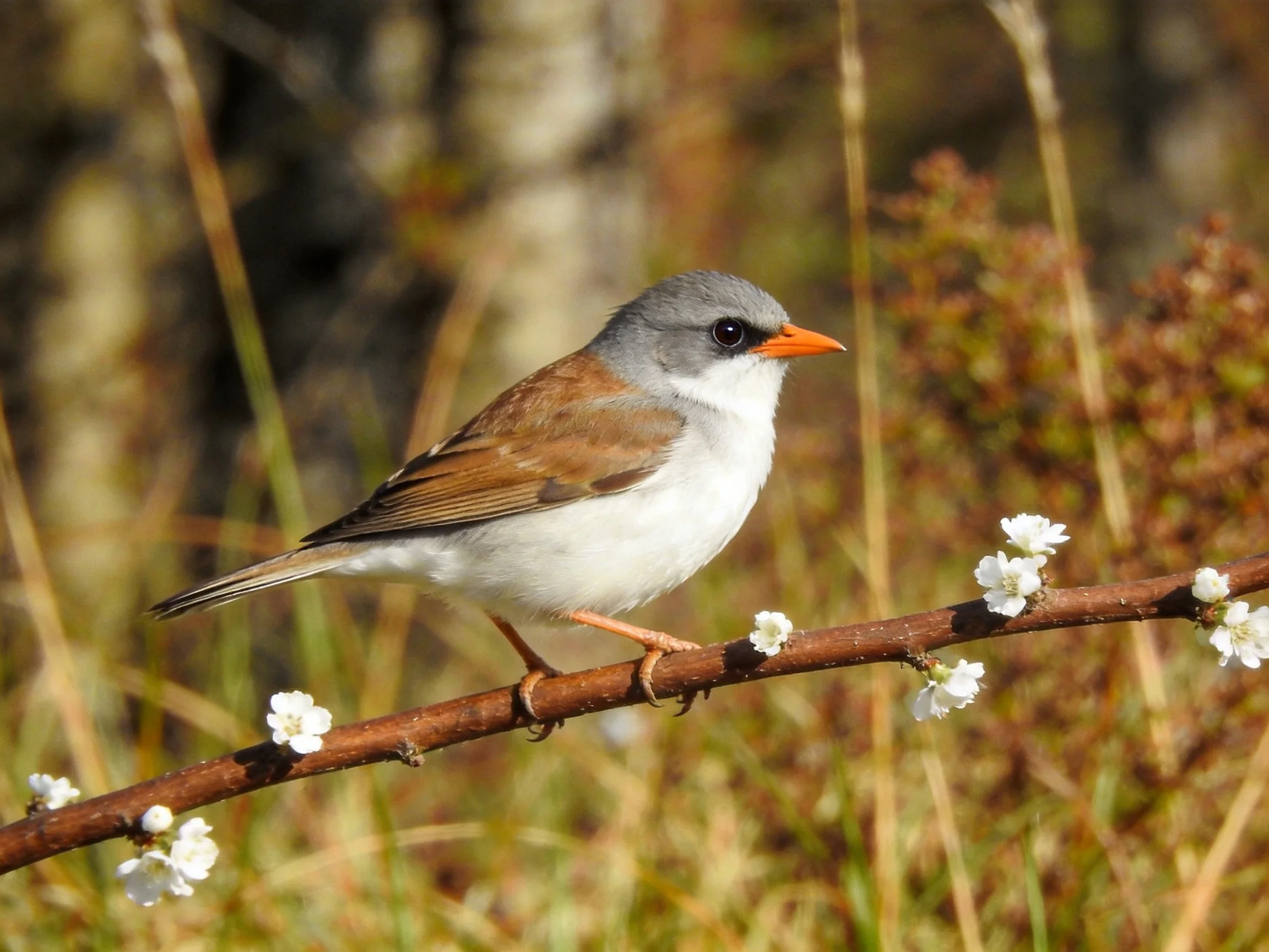 Gray-headed bird with orange beak perched on flowering branch