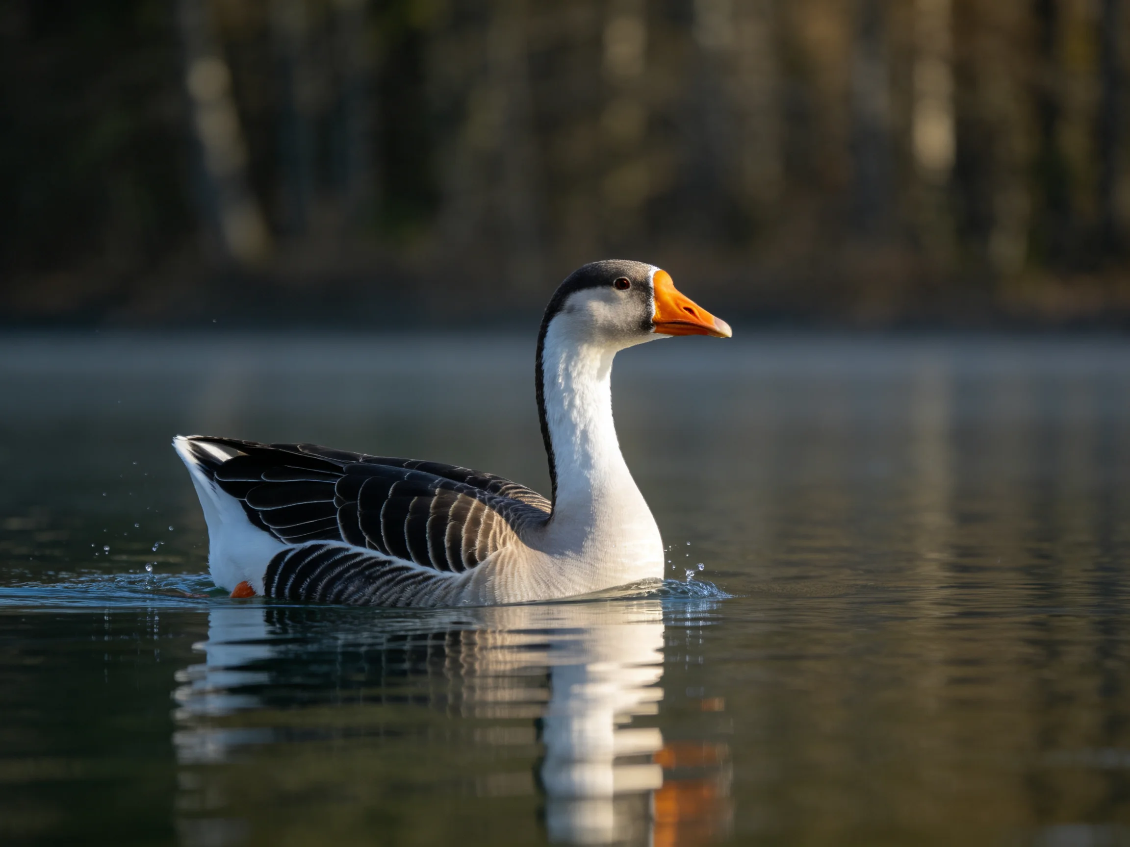 Gray-headed goose swims in calm water near trees