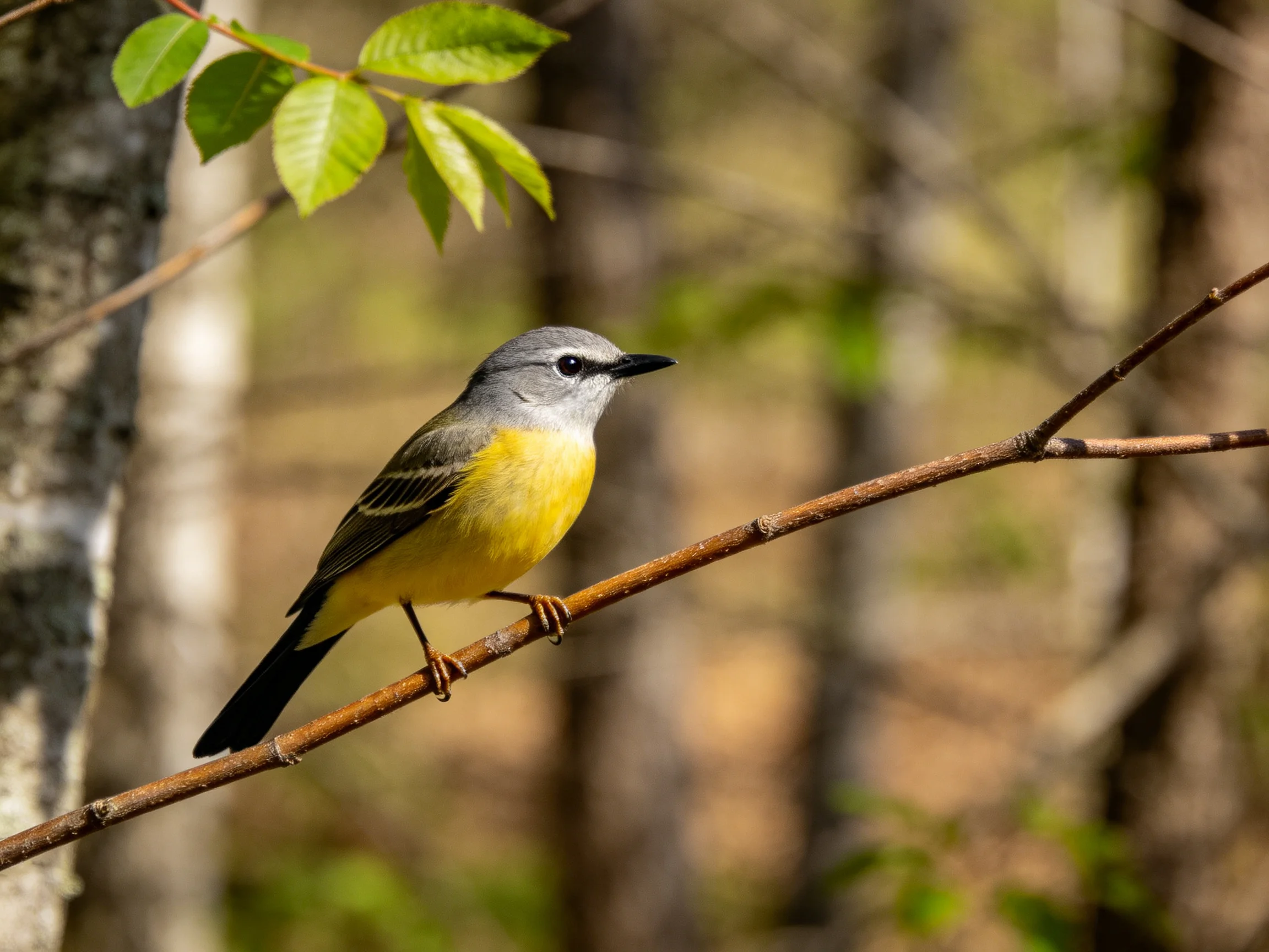 Gray-headed yellow-bellied bird perched on a thin branch in a wooded area