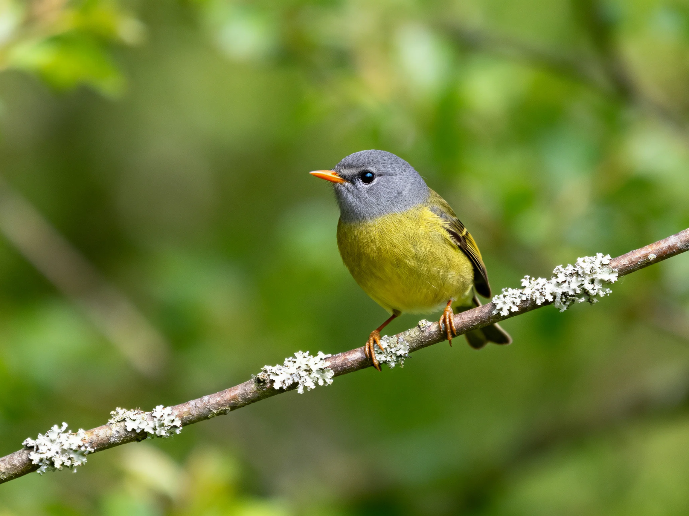 Gray-headed yellow-bellied bird perches on lichen-covered branch